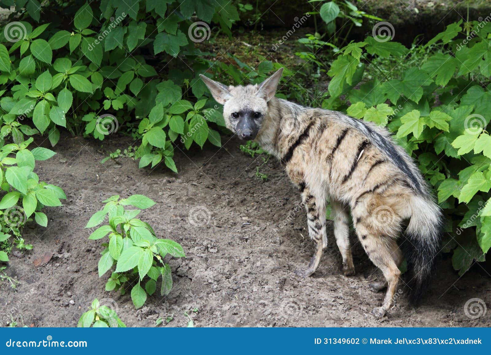 Aardwolf Stock Photography - Image: 31349602