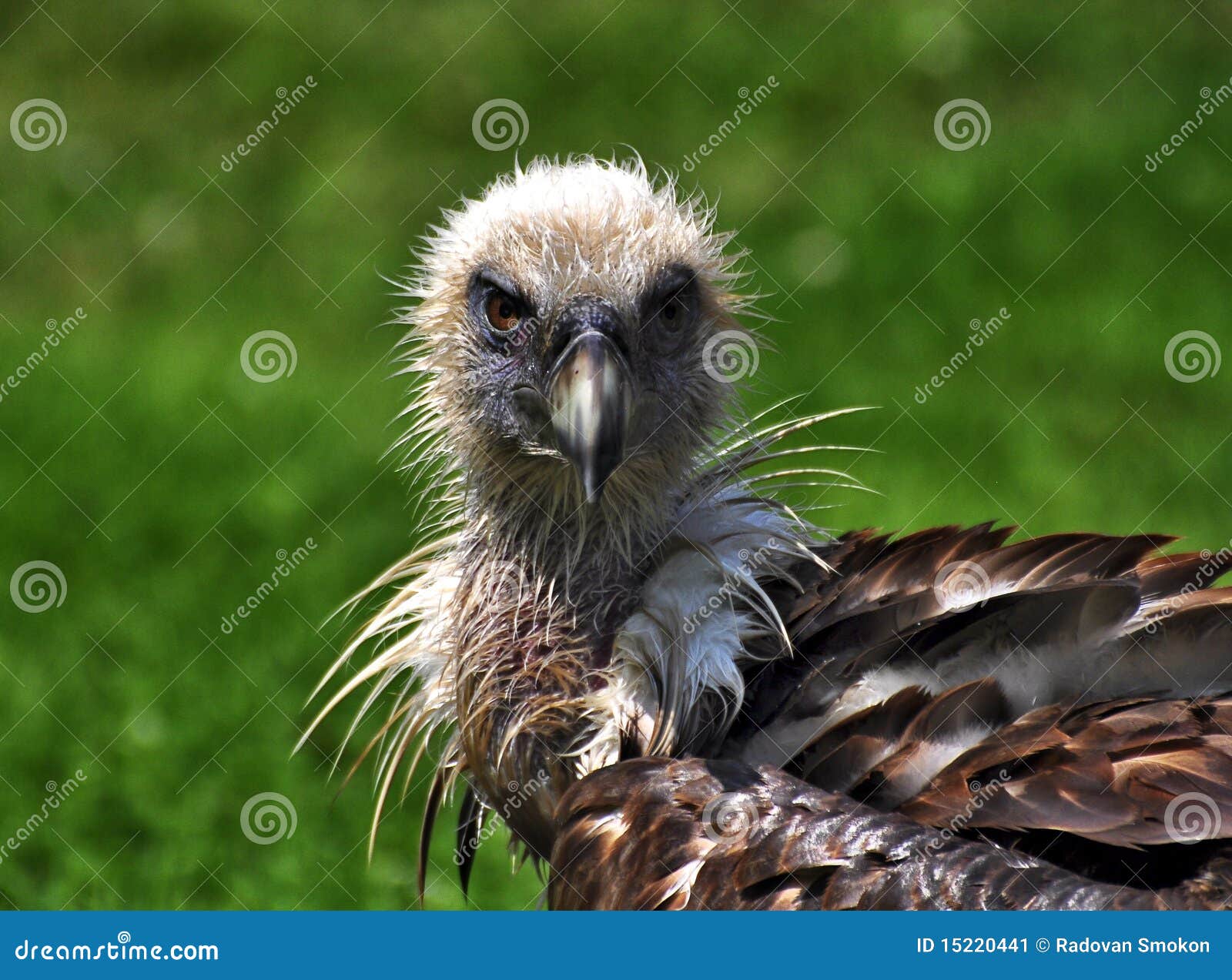 Portrait von aasvogel vom Landsitz hause Dobromerice in der Tschechischen Republik