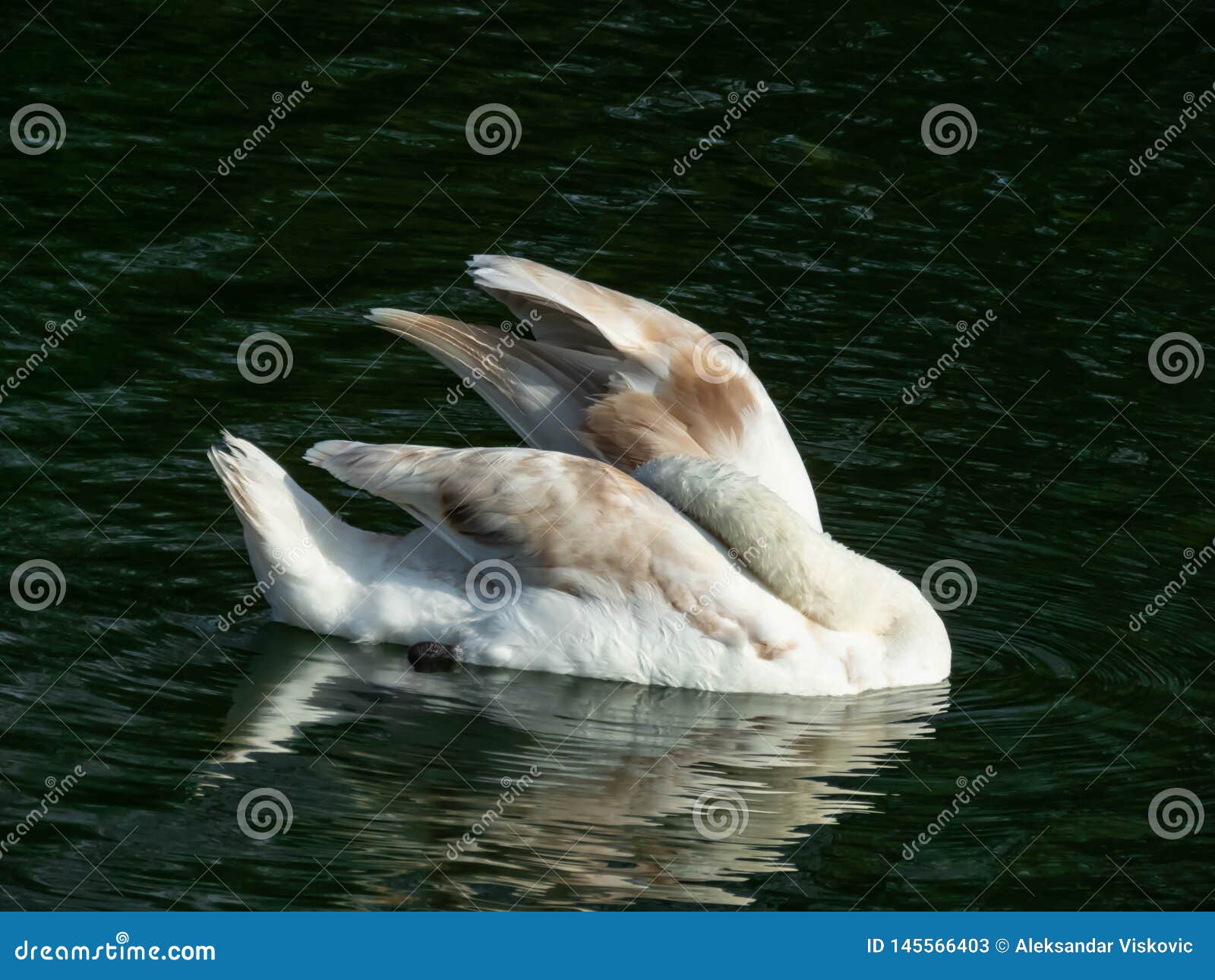 Swan on a blue pond water. Gorgeous swan on a blue water pond close up. Swan on a calm water.