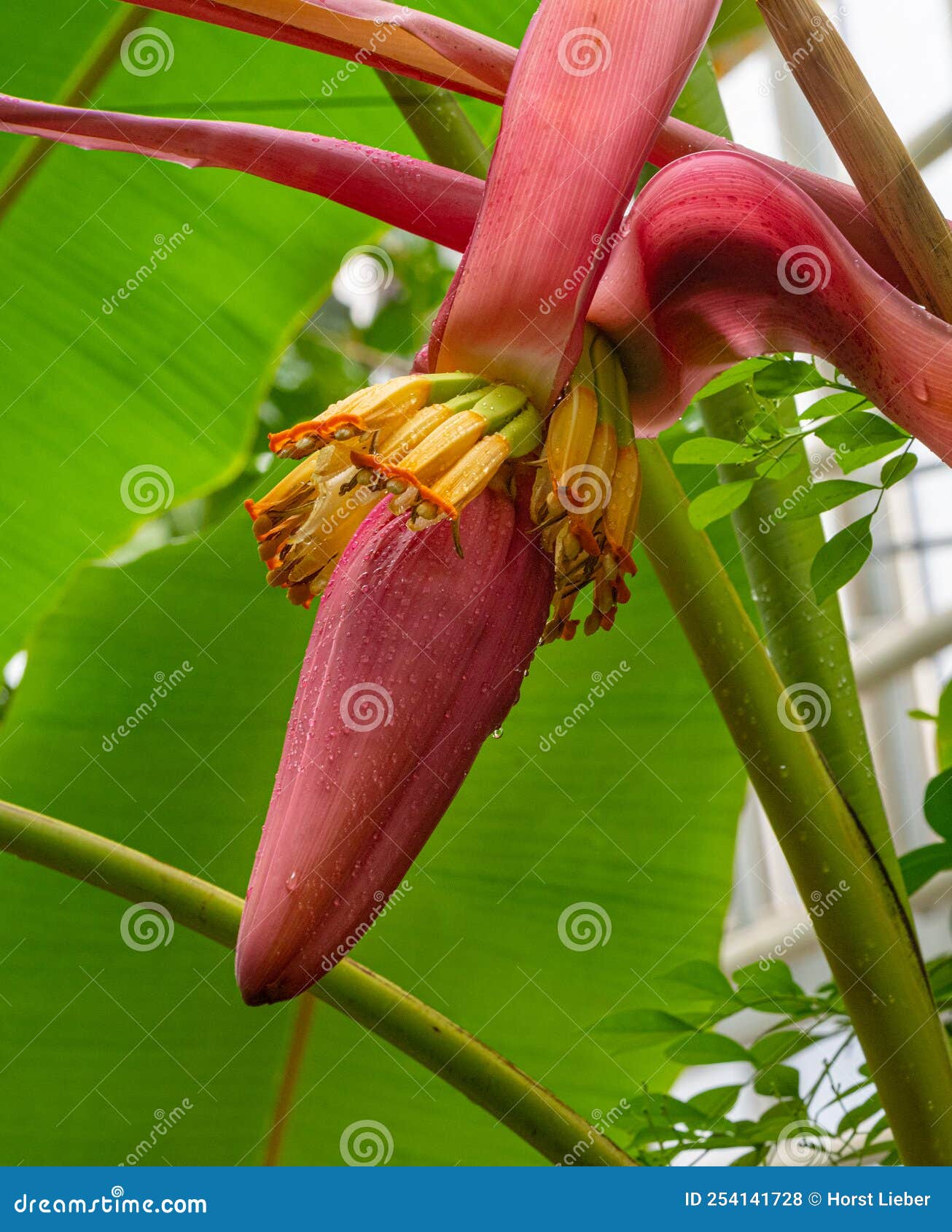 The AbacÃ¡ Musa Textilis, Also Called Manila Hemp, Banana Hemp or Musa Hemp,  is Used As a Fiber Plant. Stock Photo - Image of ecuador, nutrition:  254141728