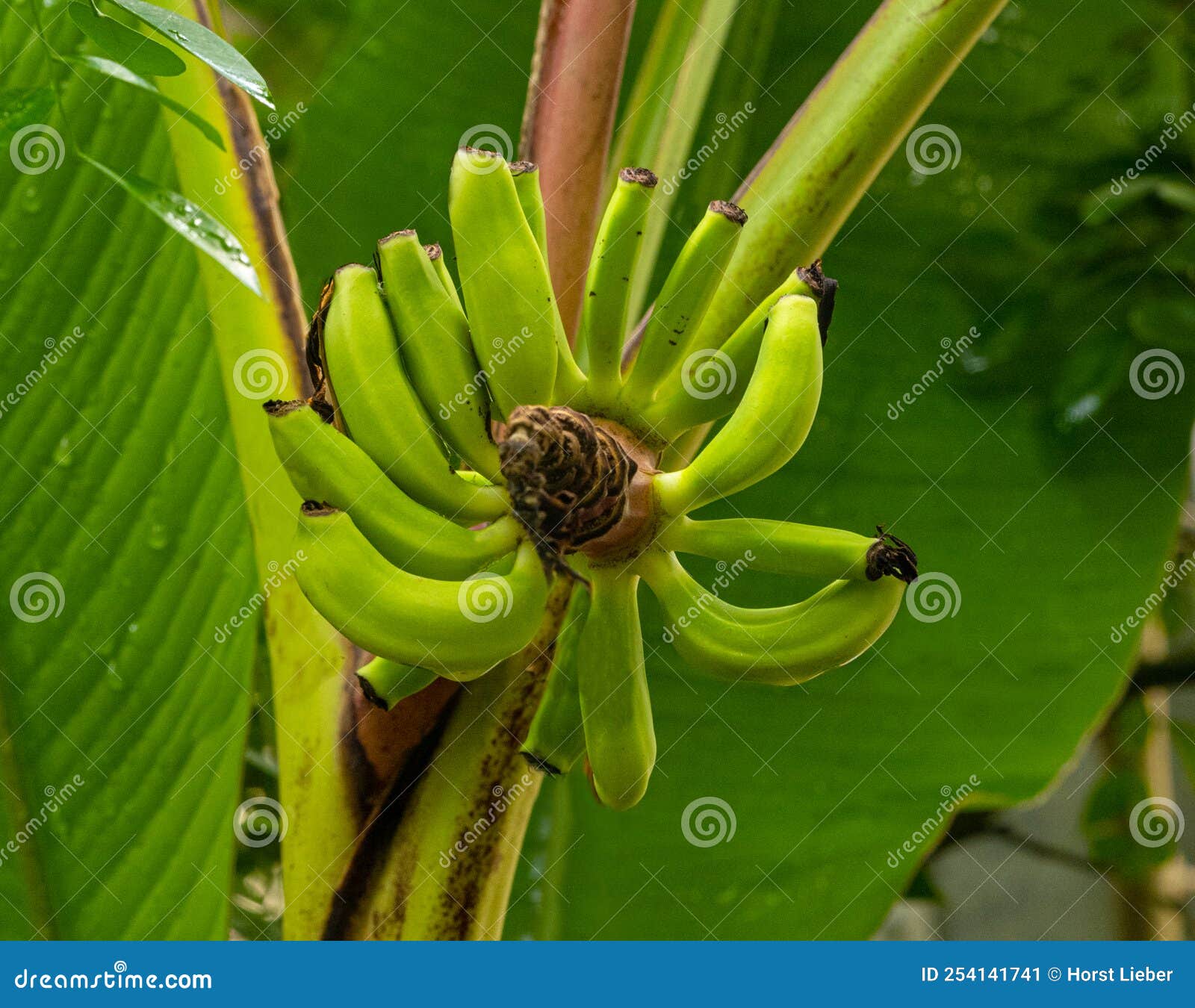 The AbacÃ¡ , Also Called Manila Hemp, Banana Hemp or Musa Hemp, is Used As  a Fiber Plant. for Example for the Stock Image - Image of abacaiexcl,  outdoors: 254141741
