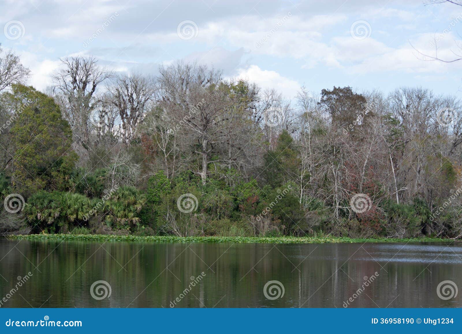 Abaixe o parque estadual do rio de Wekiva, Florida, EUA. Um mais baixo parque estadual da conserva do rio de Wekiva é um parque estadual de Florida de 18.000 acres (7.300 ha) situado em seis milhas (10 quilômetros) do rio de St Johns em condados do lago e do Seminole. O parque forma um corredor dos animais selvagens à floresta nacional de Ocala ao longo dos rios de Wekiva e de St Johns. Há duas seções ao parque, Norte e Sul. A entrada da seção do norte está em lagos pine, fora de S.R. 44. Esta entrada conduz às fugas do multiuse, às áreas primitivas do acampamento do cavalo e de acampamento da trouxa. A entrada ao seção sul, fora de S.R. 46 nove milhas (14 quilômetros) a oeste de Sanford, fornece o acesso a 5.000 acres (2.000 ha) do parque.