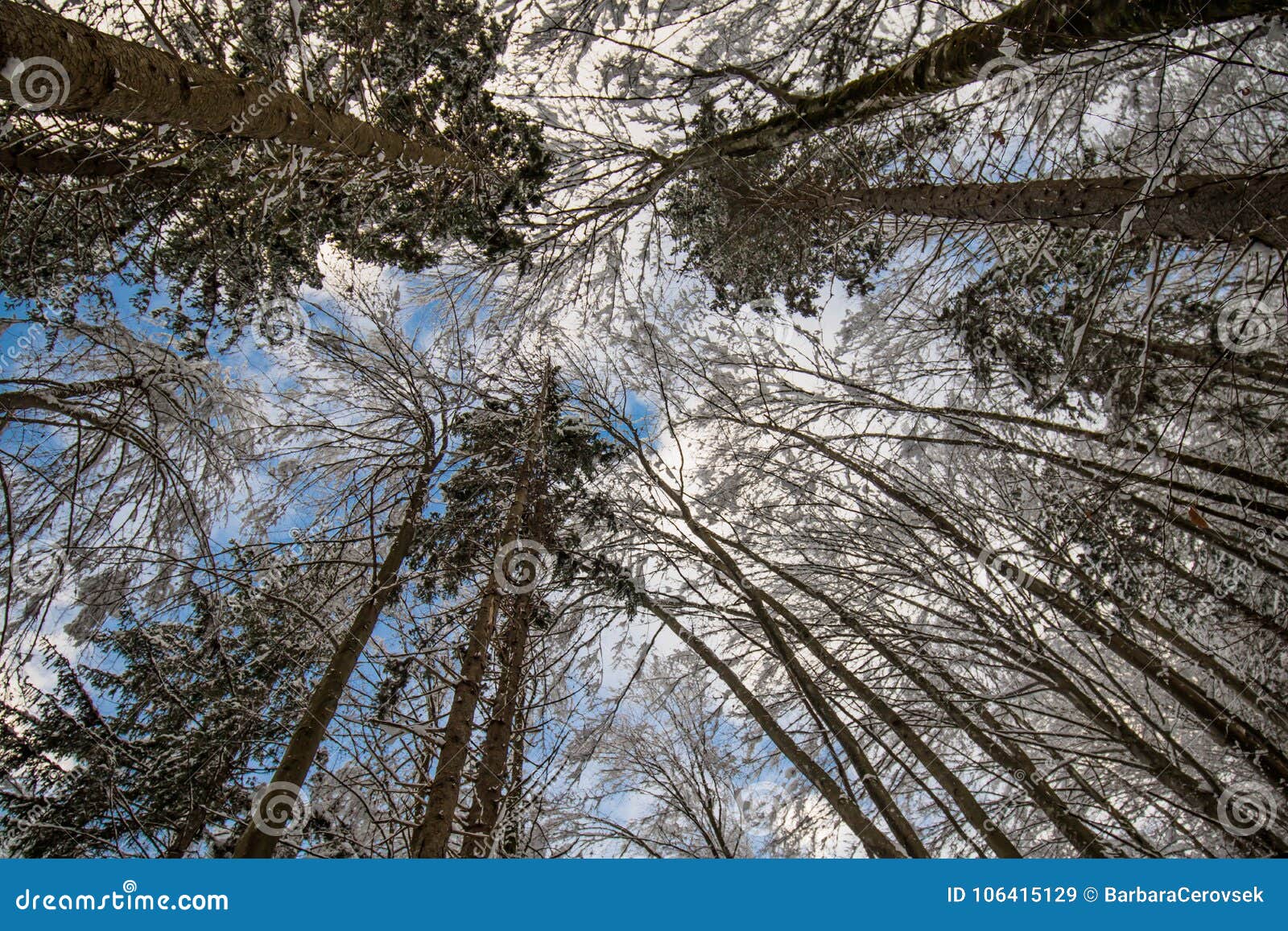 Abaixe a vista acima nas árvores de floresta altas do nude congeladas cobertas acima com a neve no cenário do inverno no céu azul