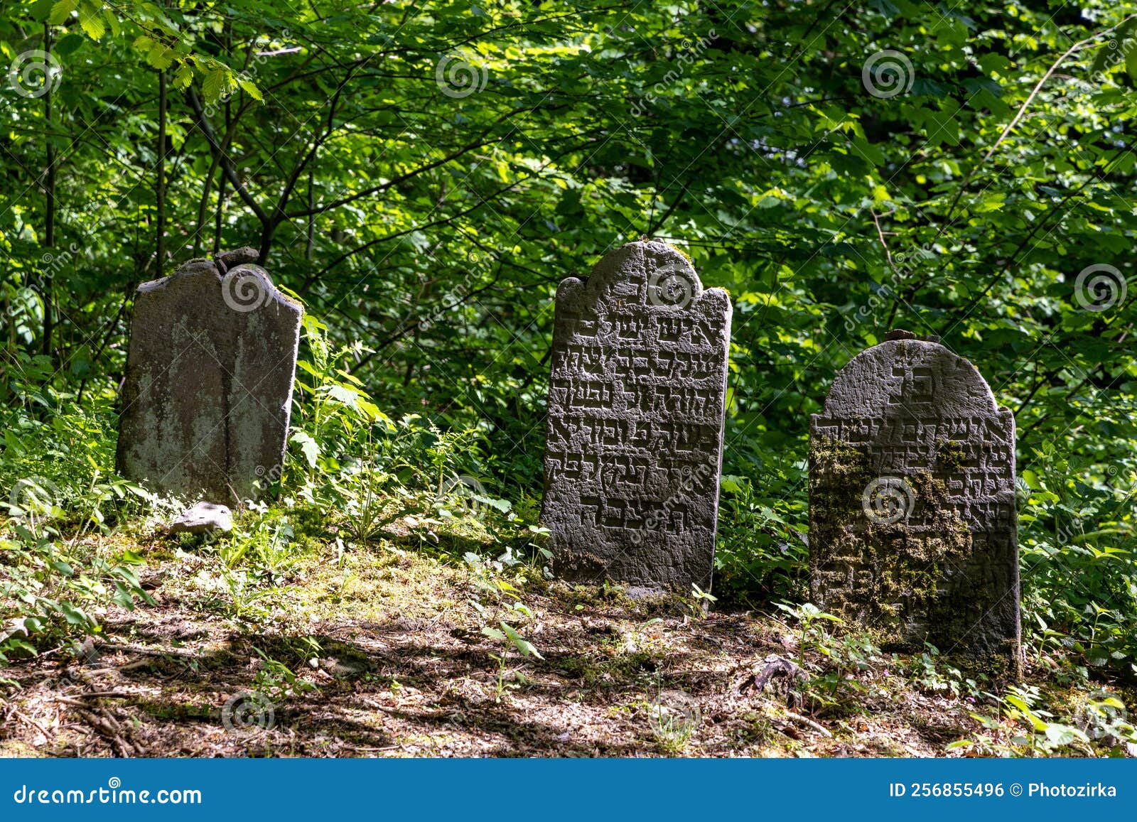 Abandoned Ancient Jewish Cemetery in the Forest Editorial Photo Image