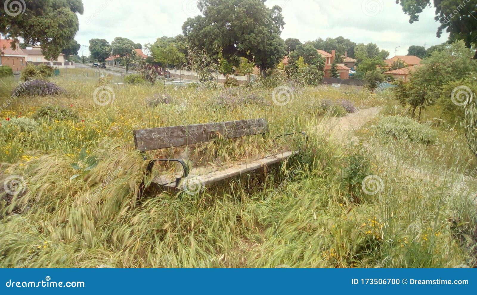 abandoned bench, path and grass