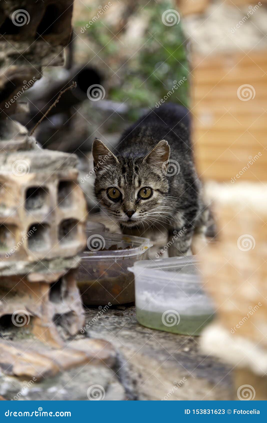 download abandoned cats download abandoned cats
