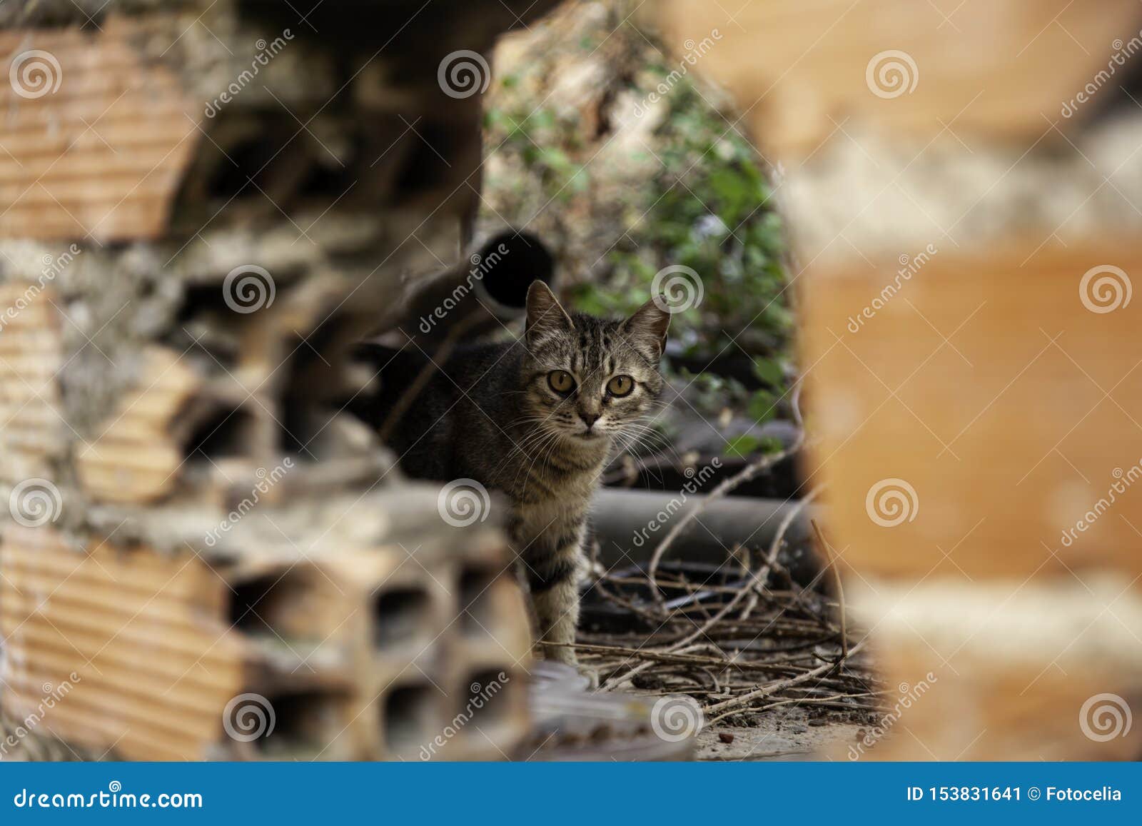 download abandoned cats for free download abandoned cats for free