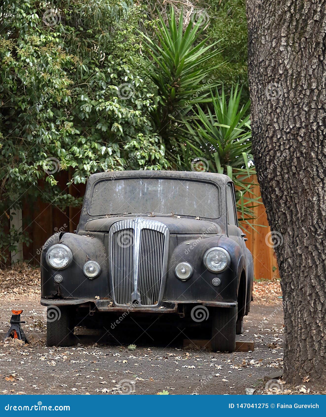 an abandoned classic vehicle rusts under the tree in belmont