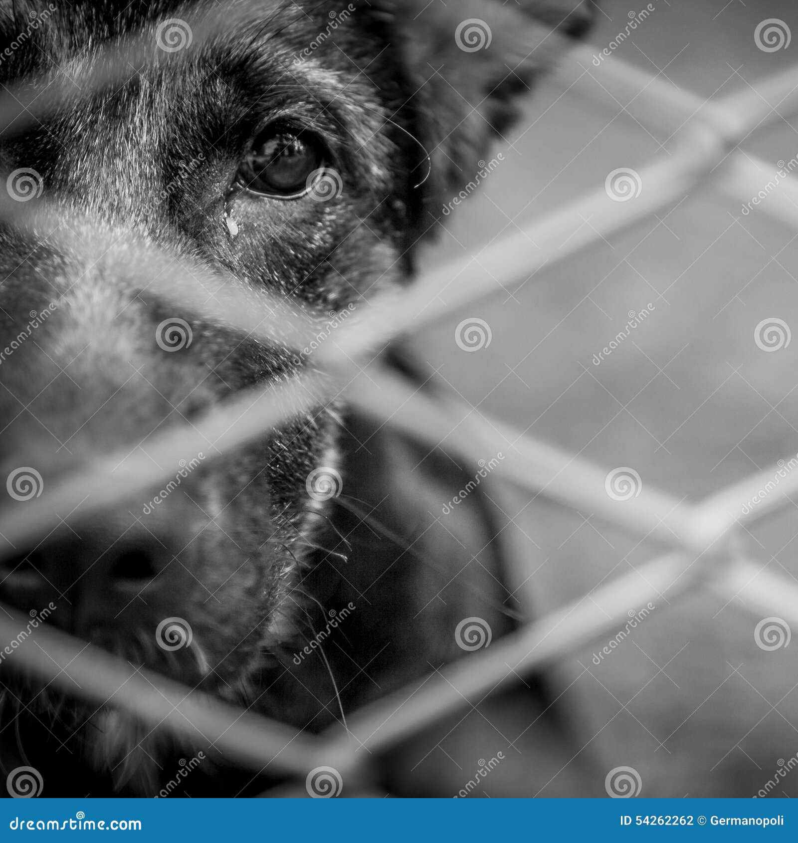 Abandoned dog stock photo. Image of adoption, domestic 54262262