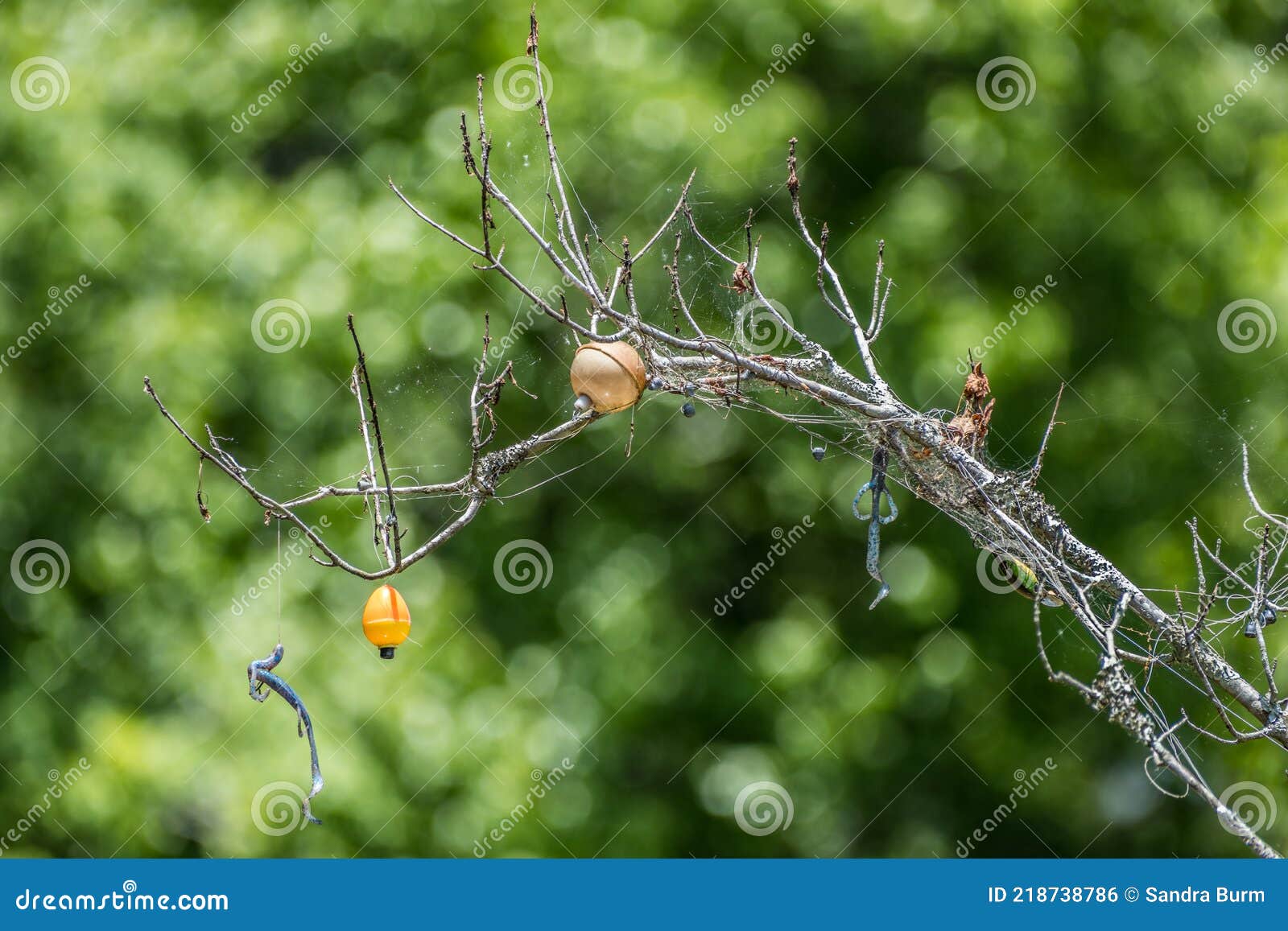 Snagged Tree Stock Photos - Free & Royalty-Free Stock Photos from Dreamstime