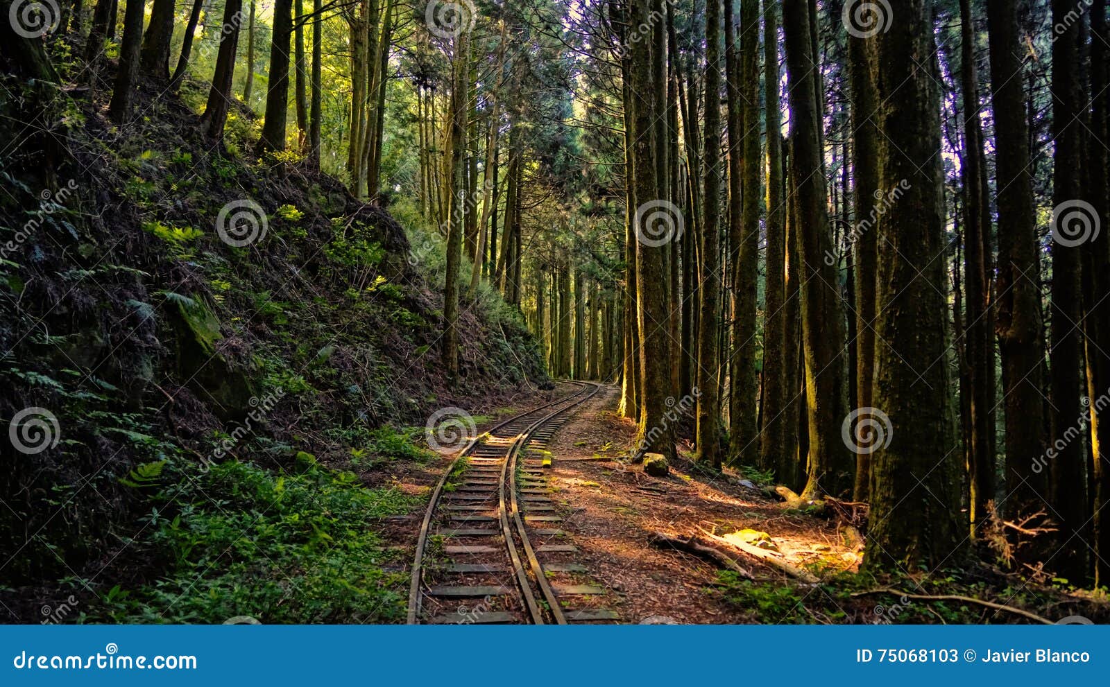 abandoned forest railway