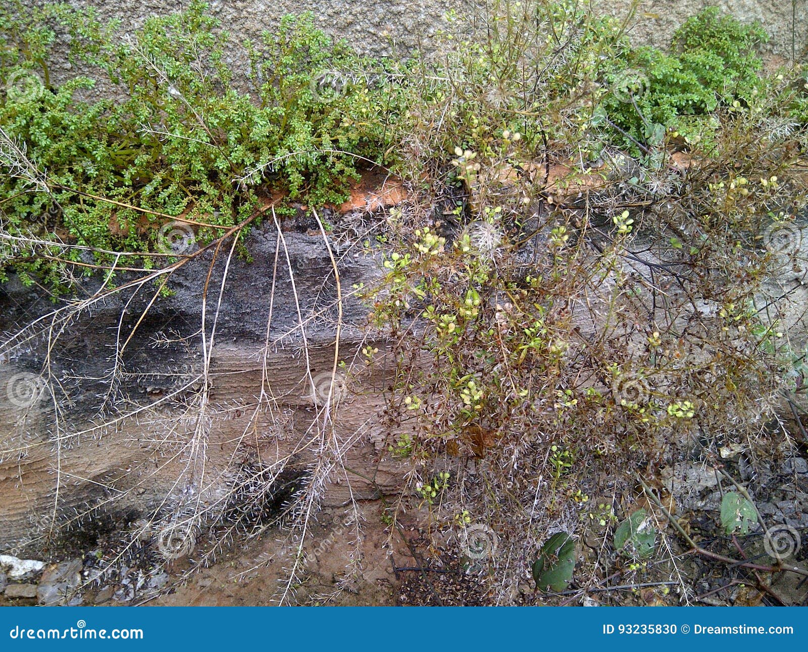 abandoned garden, dry branches and weeds