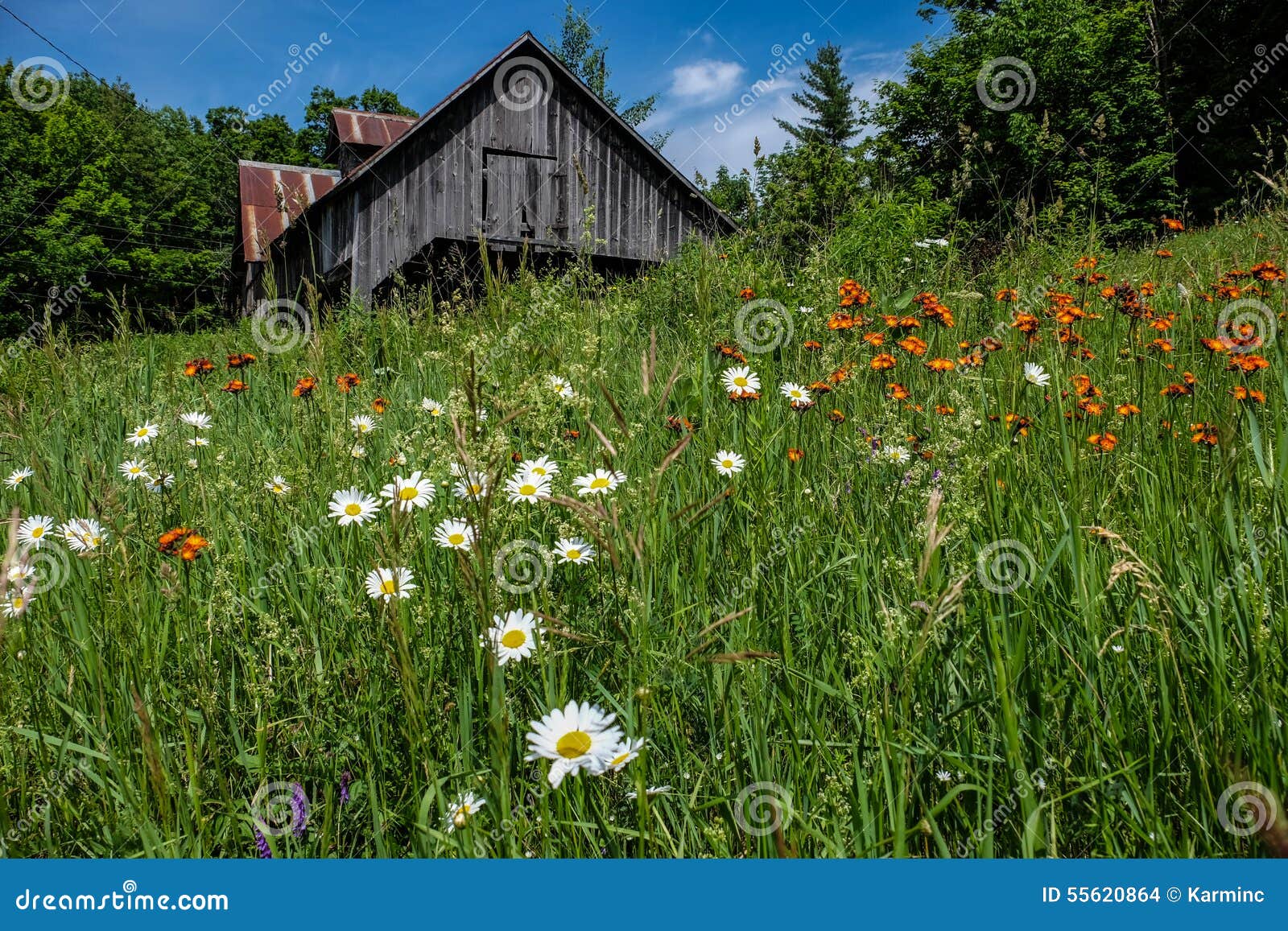 Abandoned Maple Sugar Shack in Quebec Stock Photo Image of foreground