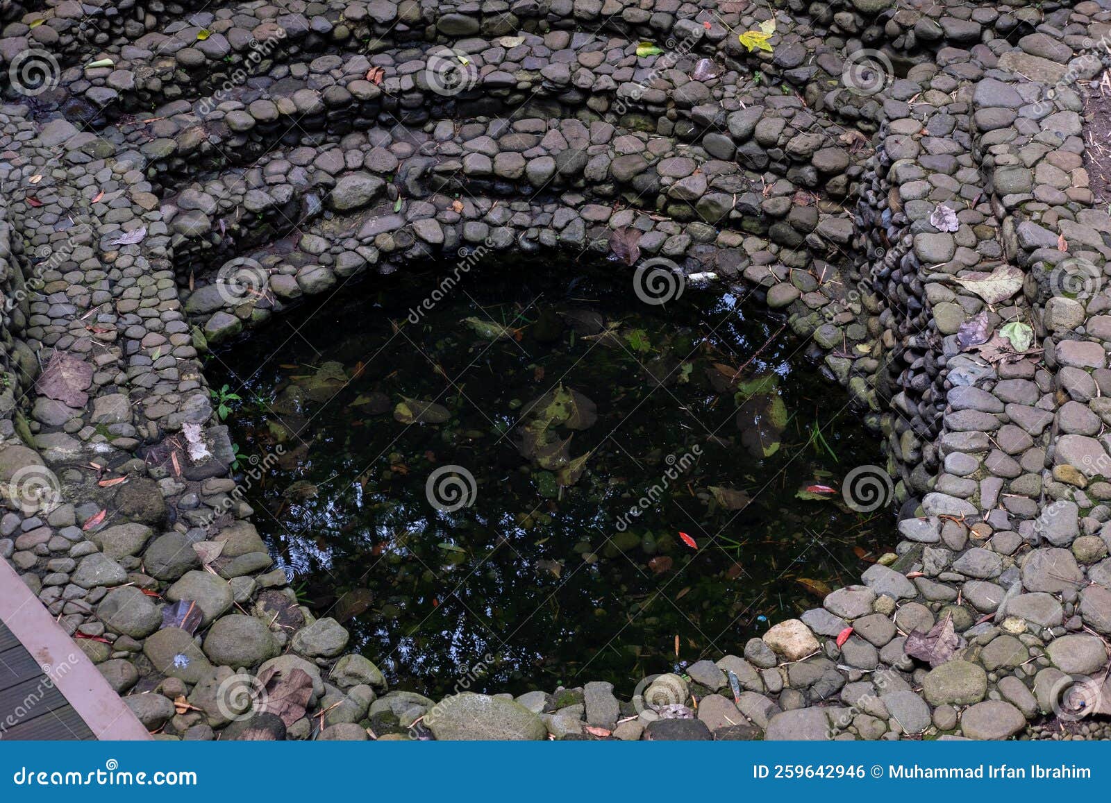 Fish Pond that is Not Maintained. Stock Photo Image of garden