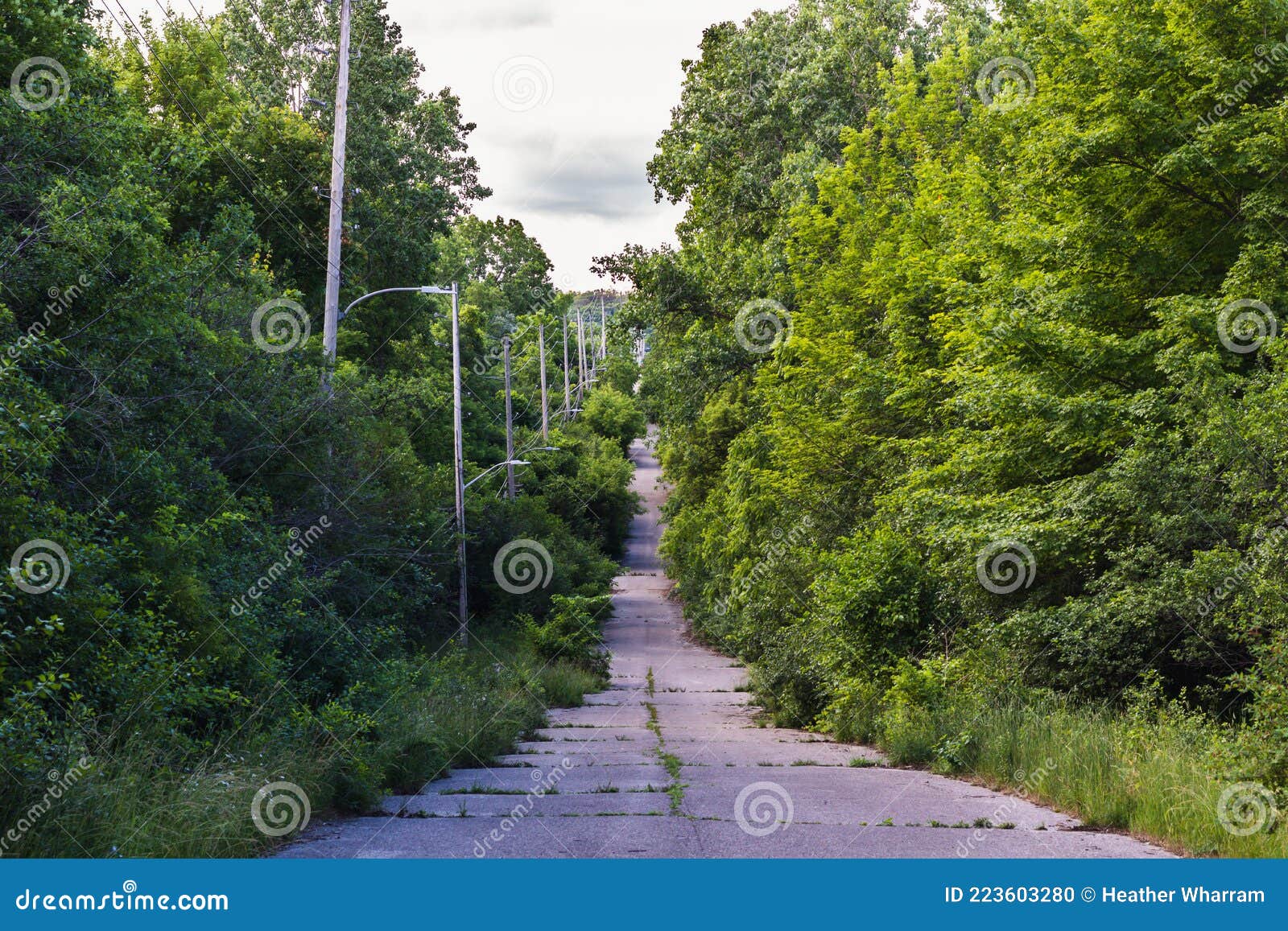 abandoned road with streetlights surrounded by verdant forest reclaiming land