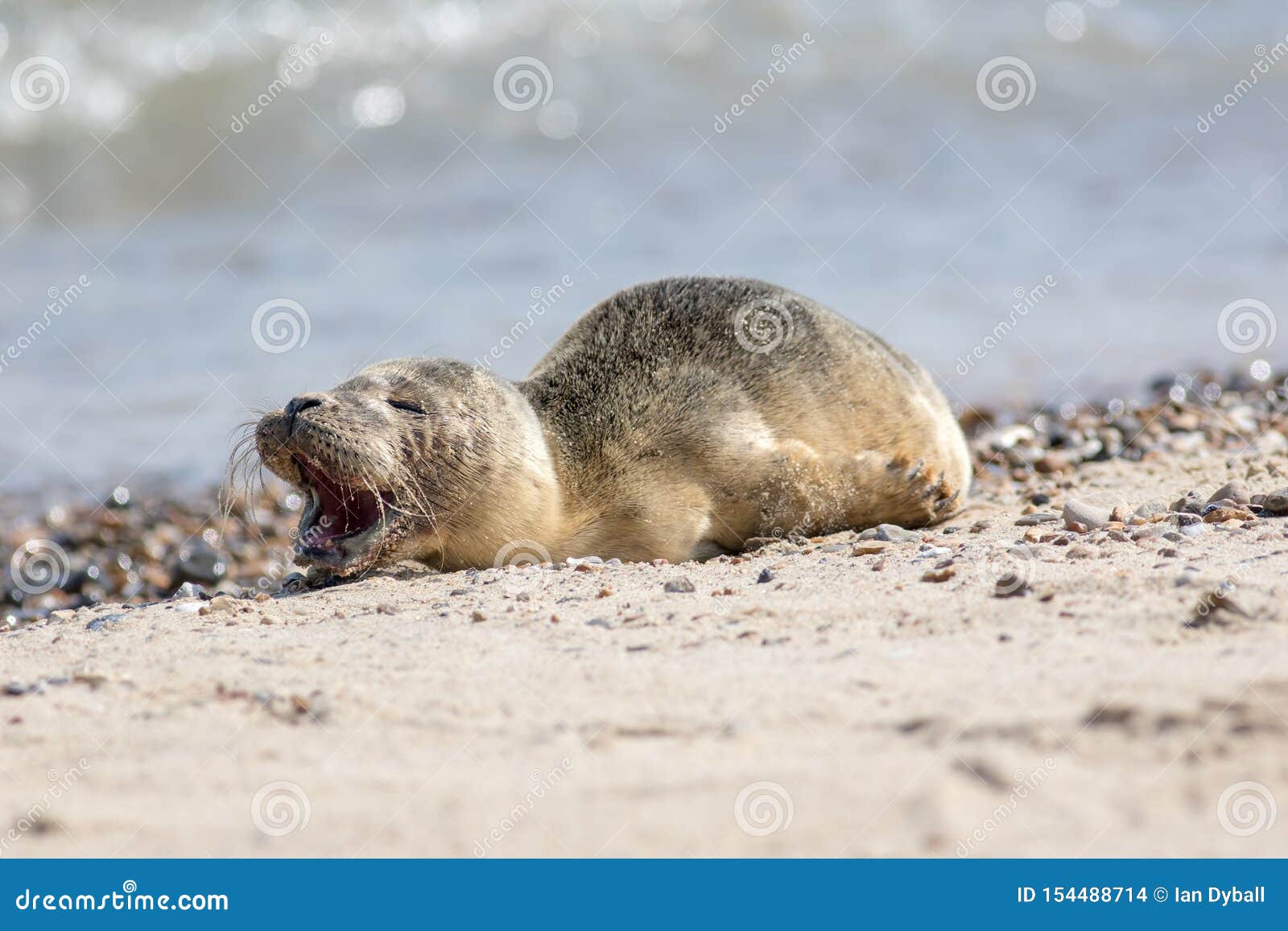 Abandoned Seal Pup Calling for Mum. Sad Cute Baby Animal Stock Photo -  Image of baby, upset: 154488714