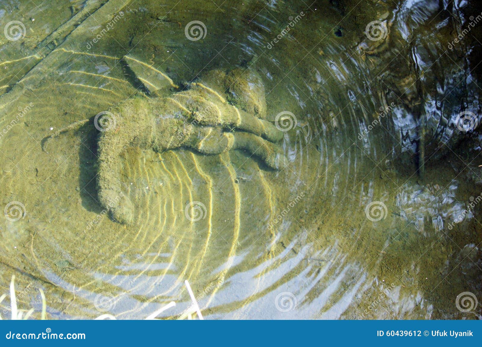 The Abandoned Stream