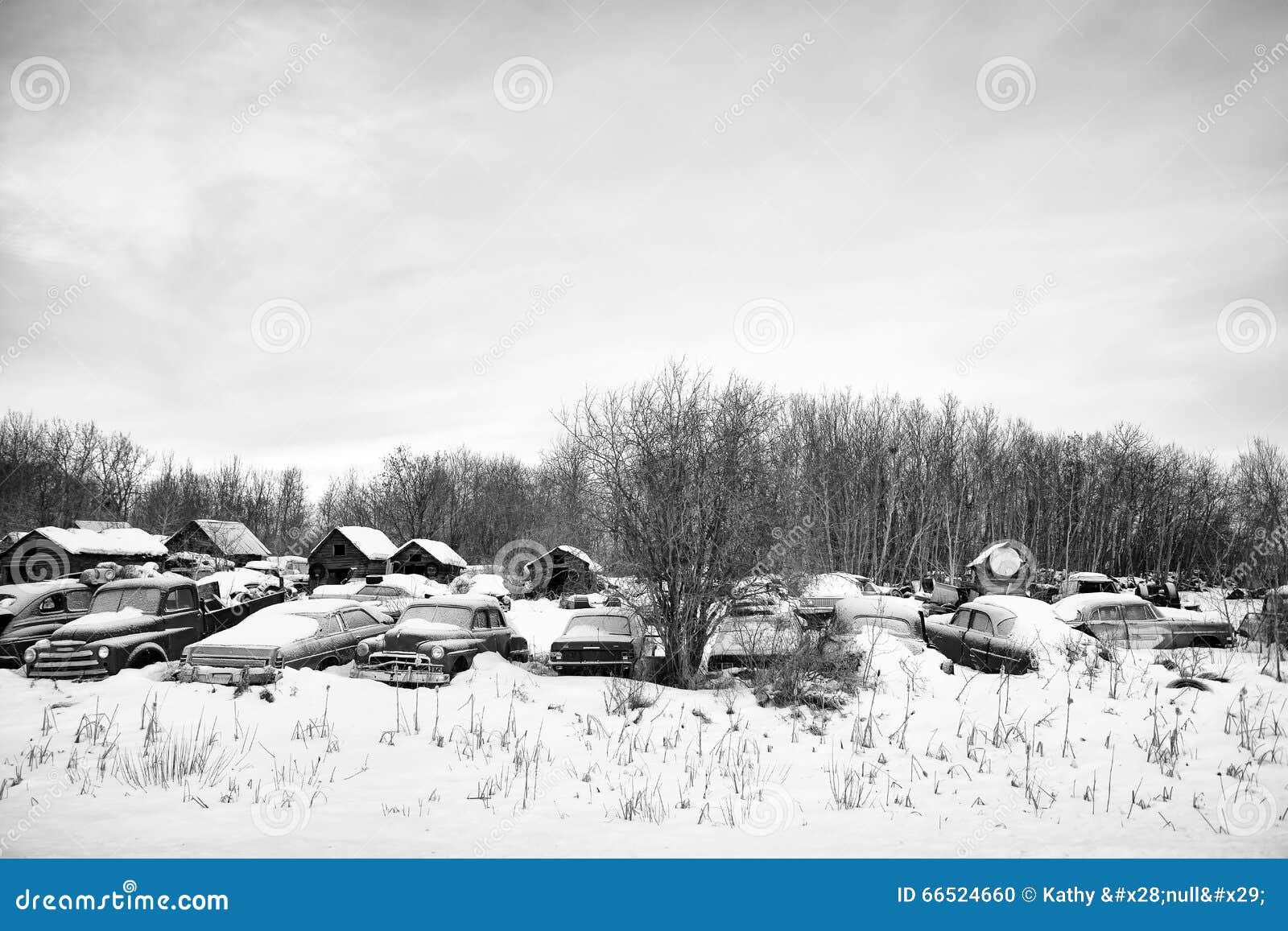 Abandoned vintage vehicles. Junk yard full of old vintage vehicles with bare trees in the background in black and white