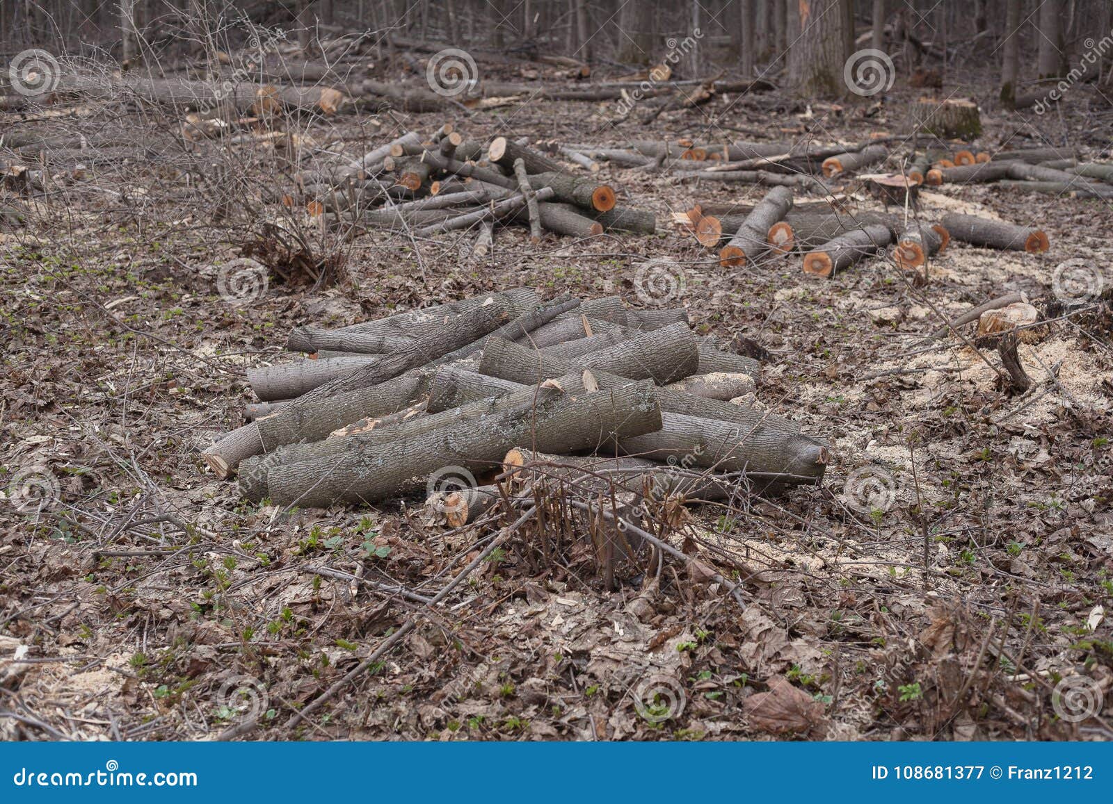 Tecnica E Metodo: Abbattimento Controllato Alberi Ad Alto Fusto - Foto 7