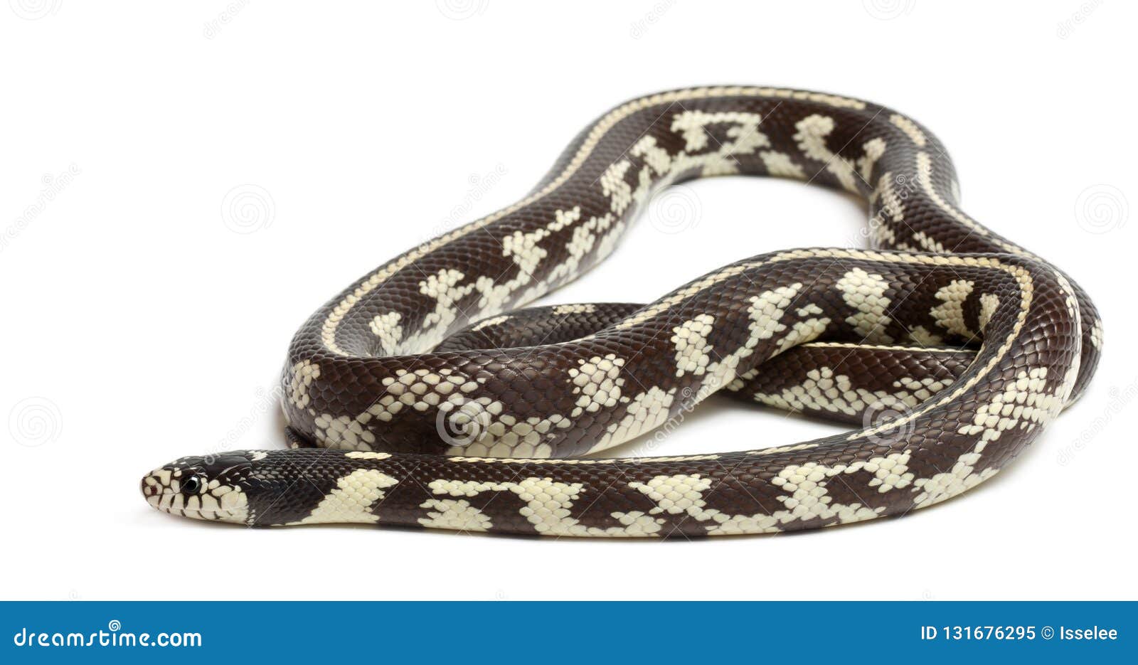 Abberant Eastern Kingsnake or Common Kingsnake, Lampropeltis Getula