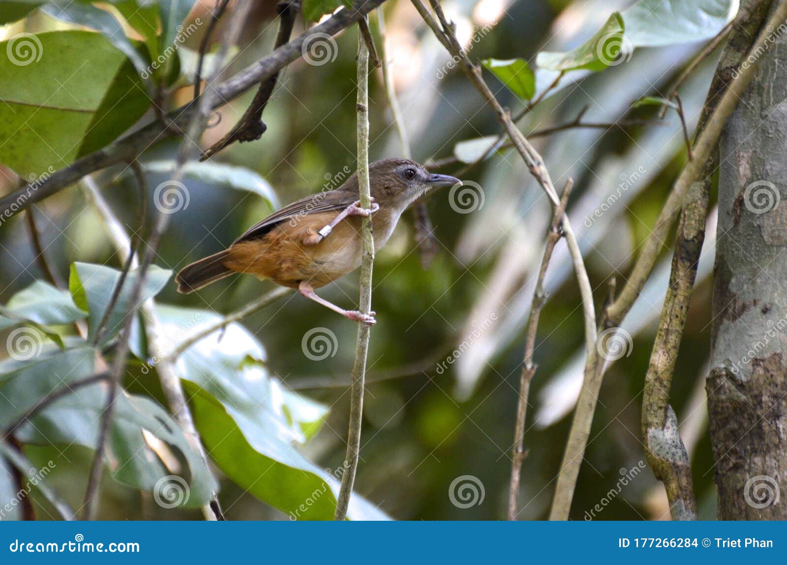 abbott`s babbler finding preys in jungle