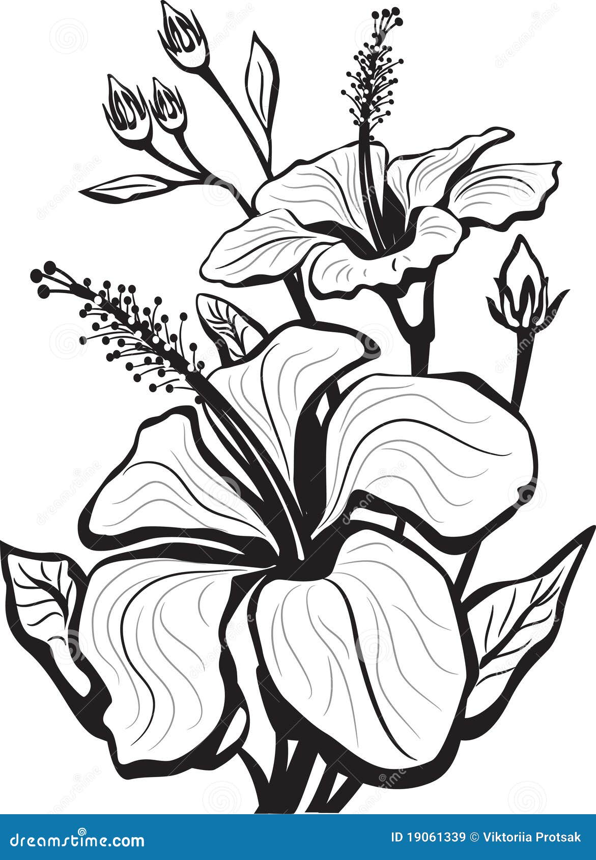 Abbozzo dei fiori dell ibisco Libera da Diritti