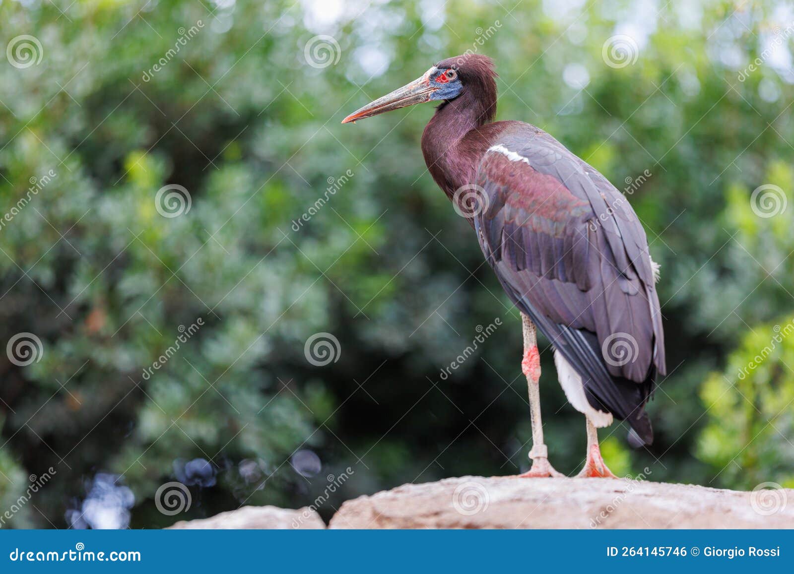 abdim`s stork - ciconia abdimii - also known as the white-bellied stork, a stork belonging to the family ciconiidae