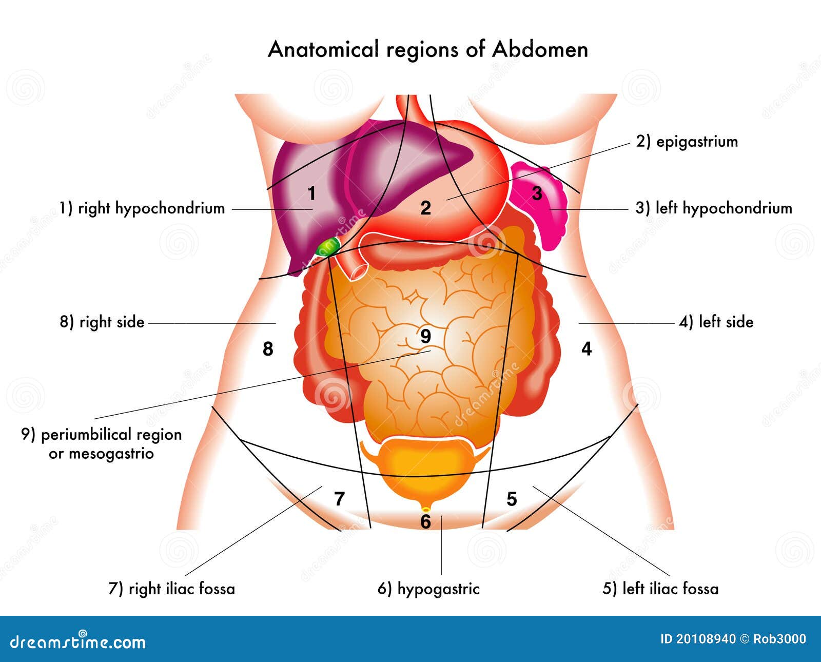 abdomen