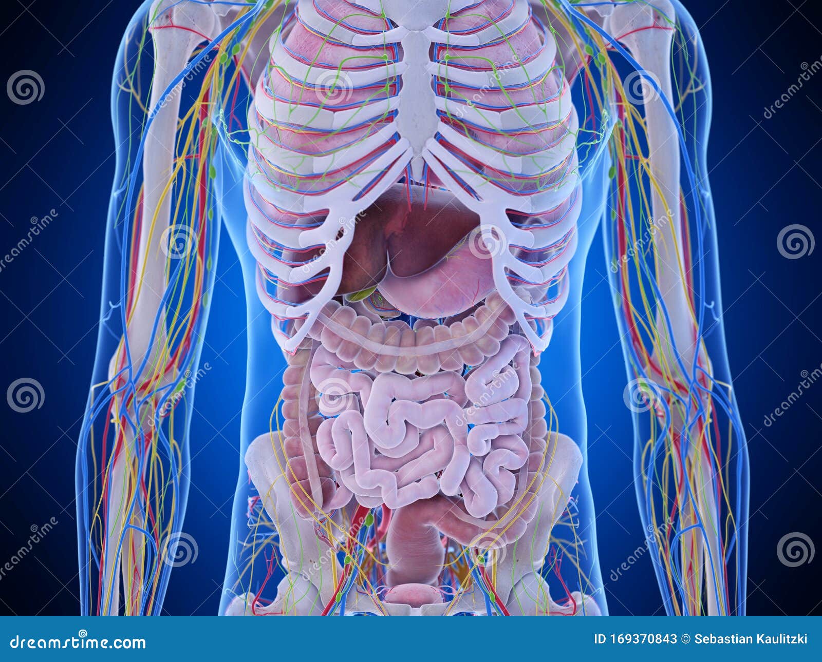 The Abdominal Anatomy Stock Illustration Illustration Of Accurate 169370843