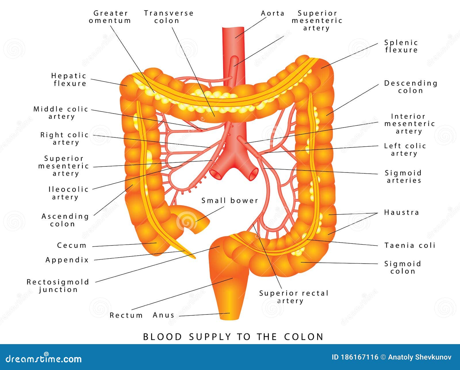 Blood Supply To Colon Stock Illustrations 6 Blood Supply To Colon Stock Illustrations Vectors Clipart Dreamstime