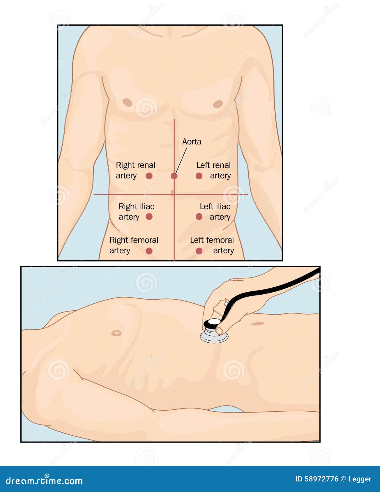 abdominal auscultation