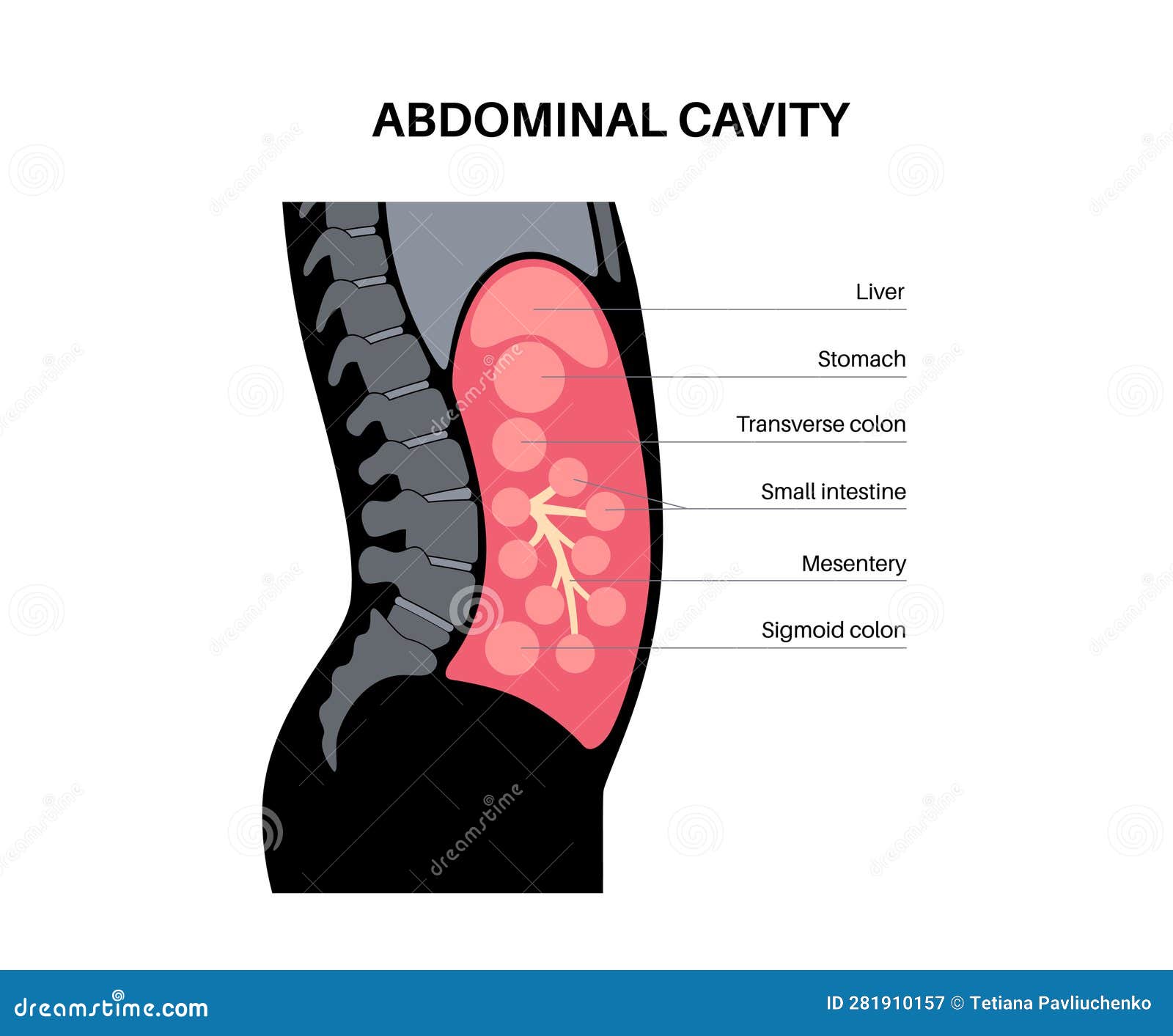 Abdominal Cavity Anatomy Cartoon Vector Biology Diagrams