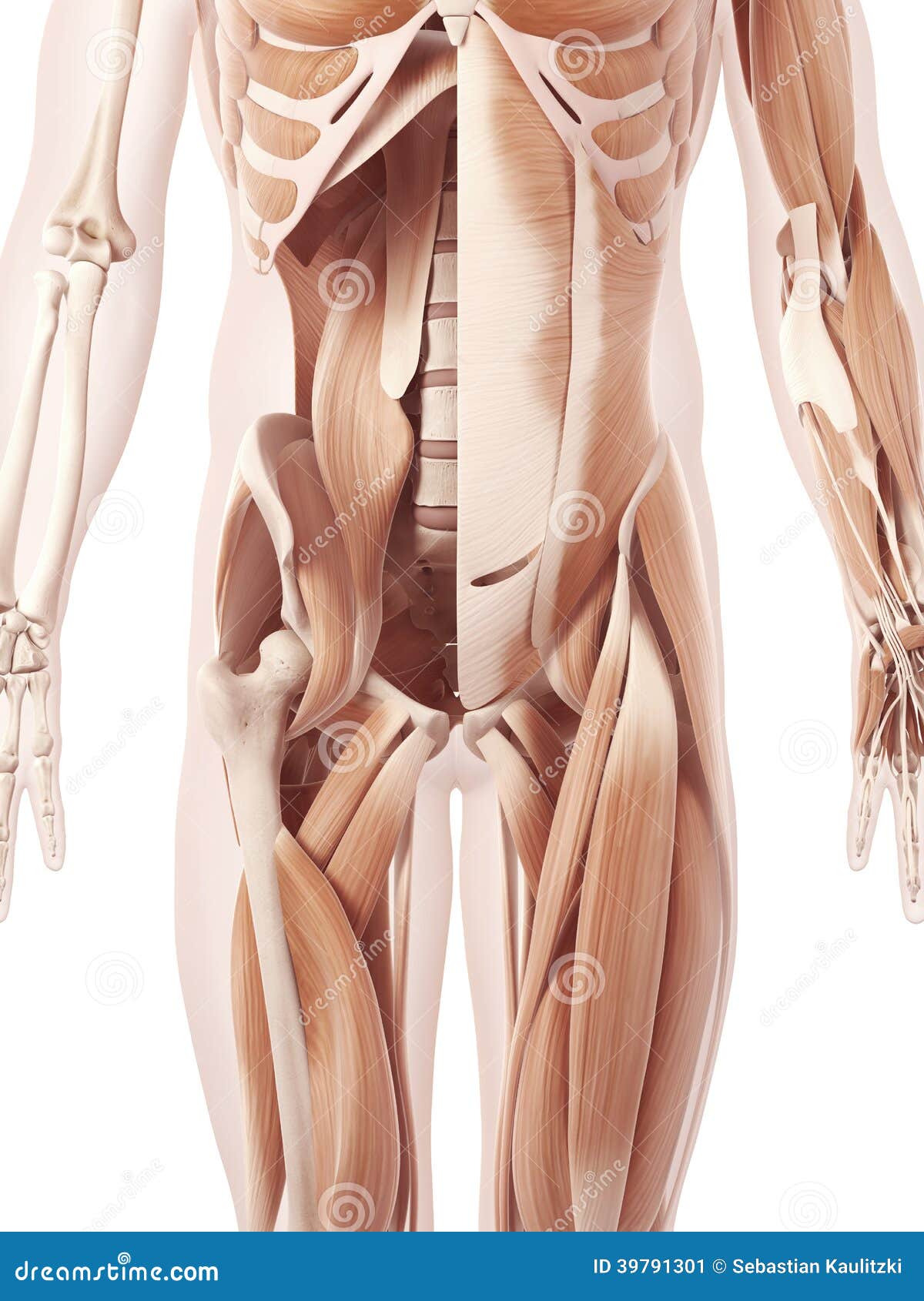 Anatomy illustration showing the abdominal muscles