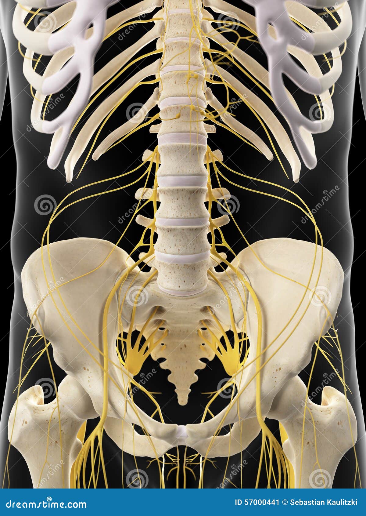 the abdominal nerves