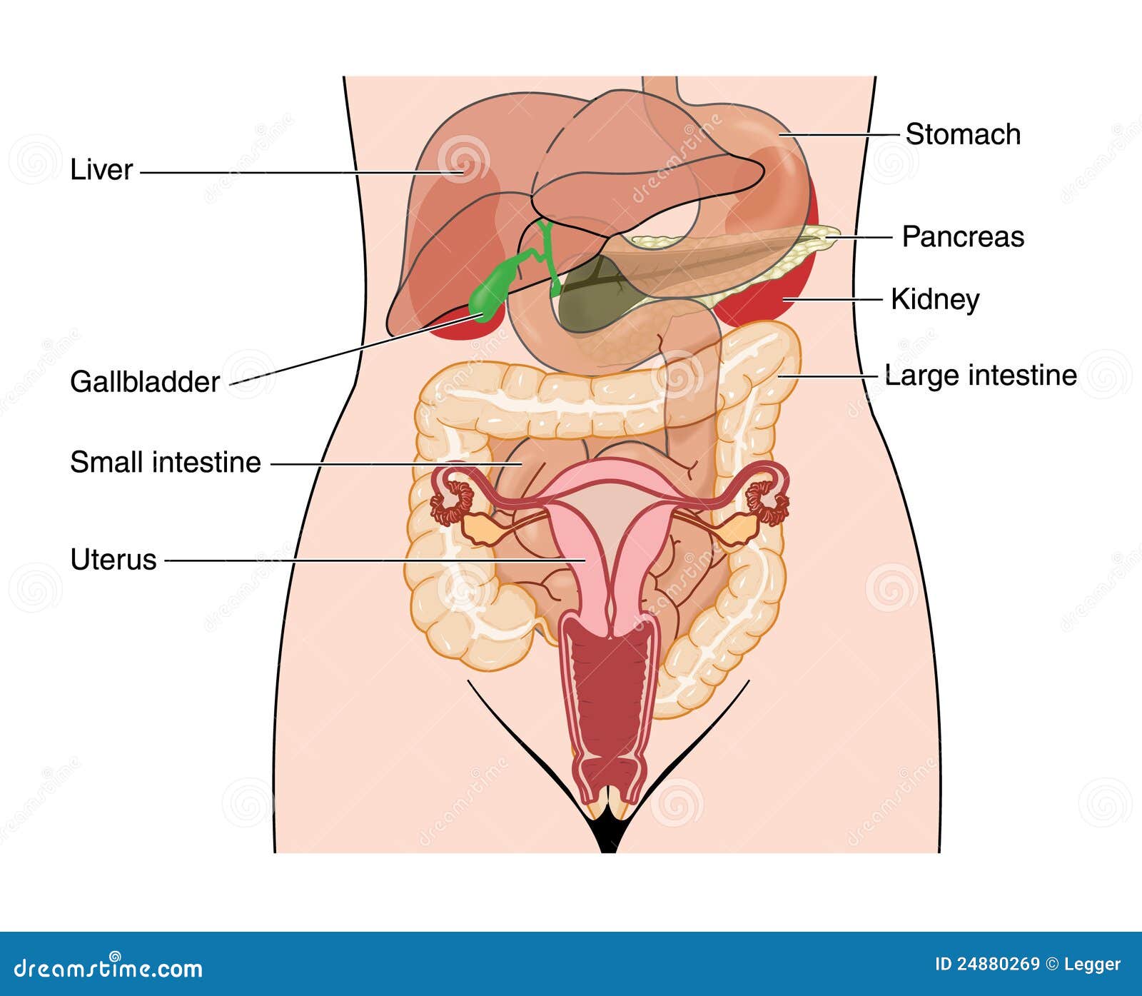 abdominal organs