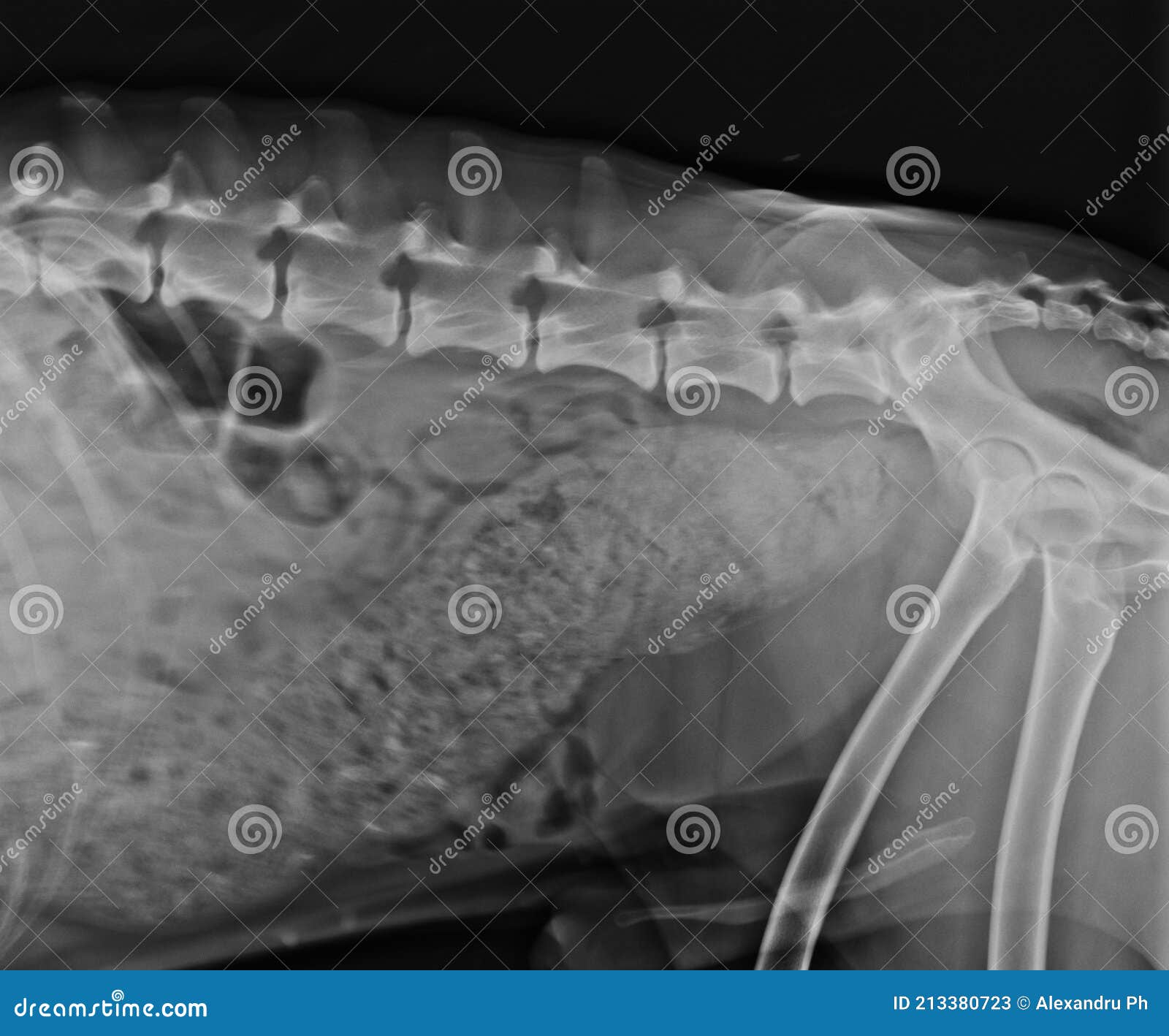 Abdominal X Ray of a Constipated Dog Stock Image Image of face, heart