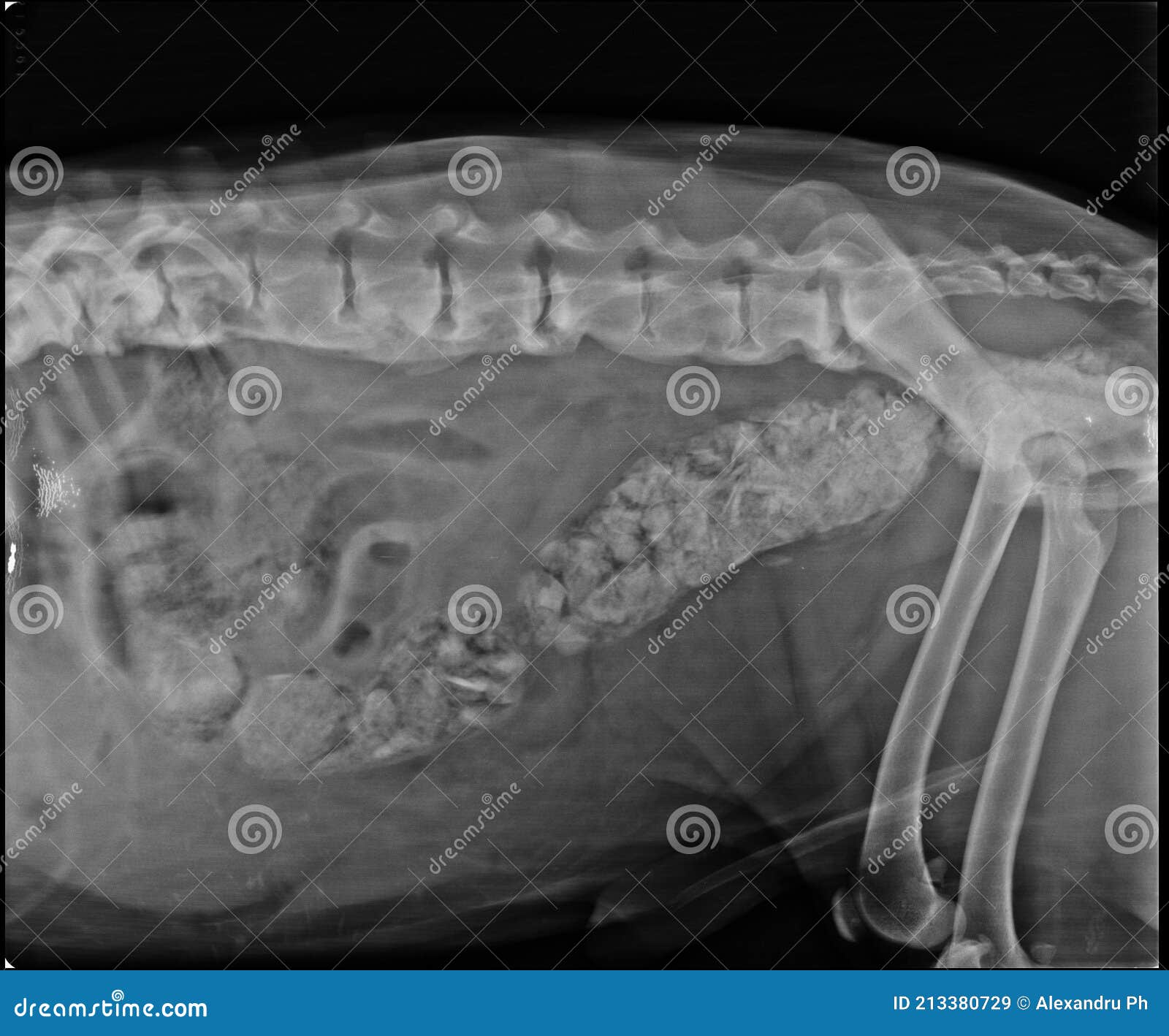 Abdominal X Ray Of A Constipated Dog RoyaltyFree Stock Photography 213380723