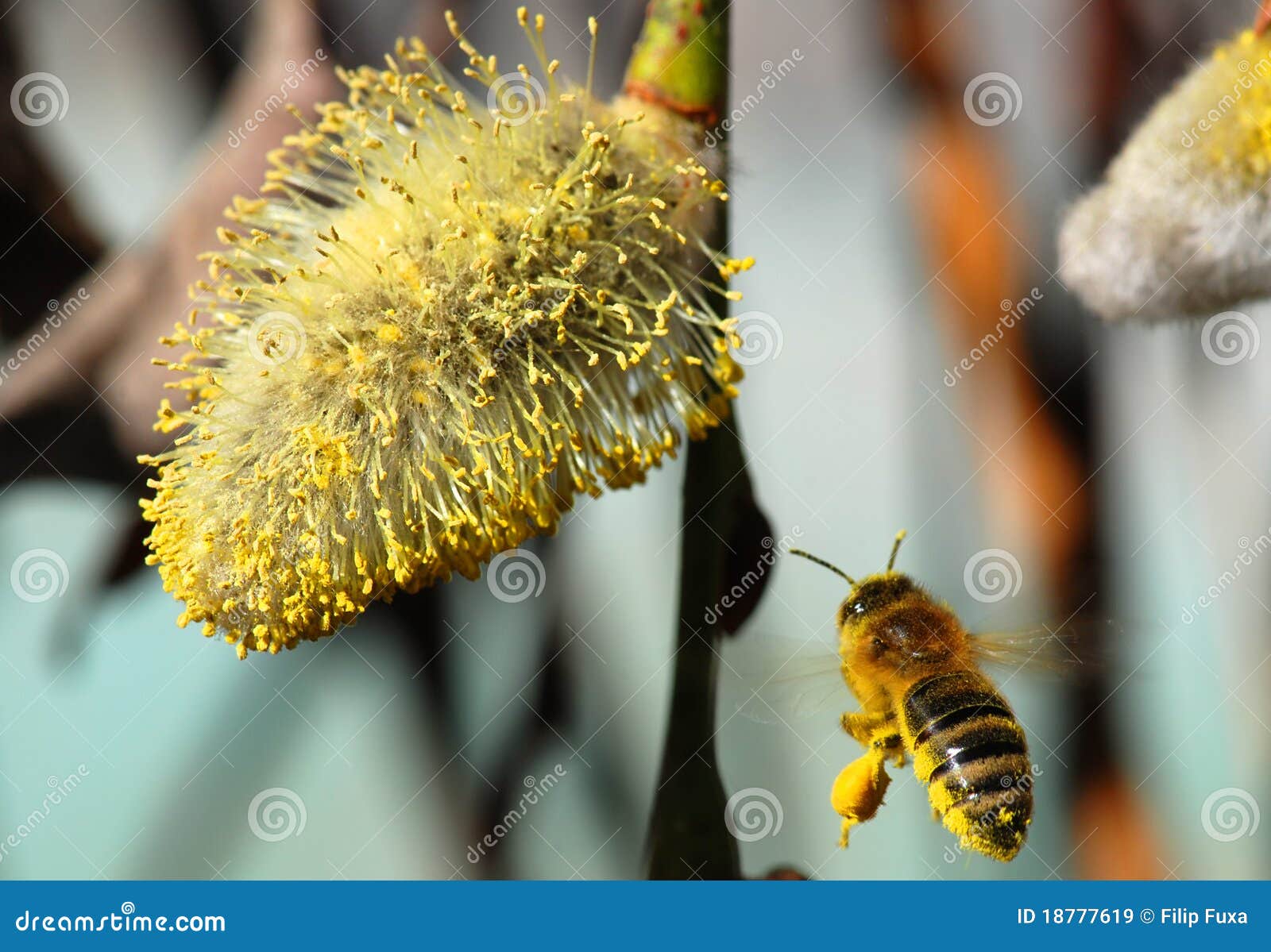 Пыльца апрель. Пчела на вербе. Пчела на иве. Пчёлы над ивой. Пчела на вербе фото.