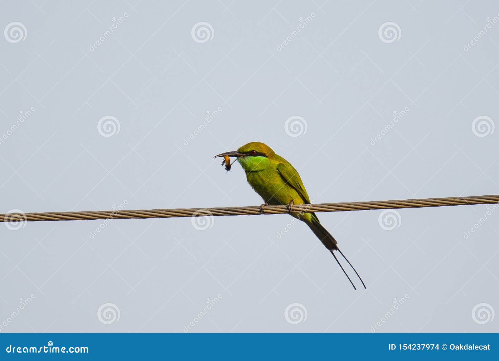 Abeille Mangeur Vert Avec Labeille De Lutte Photo Stock