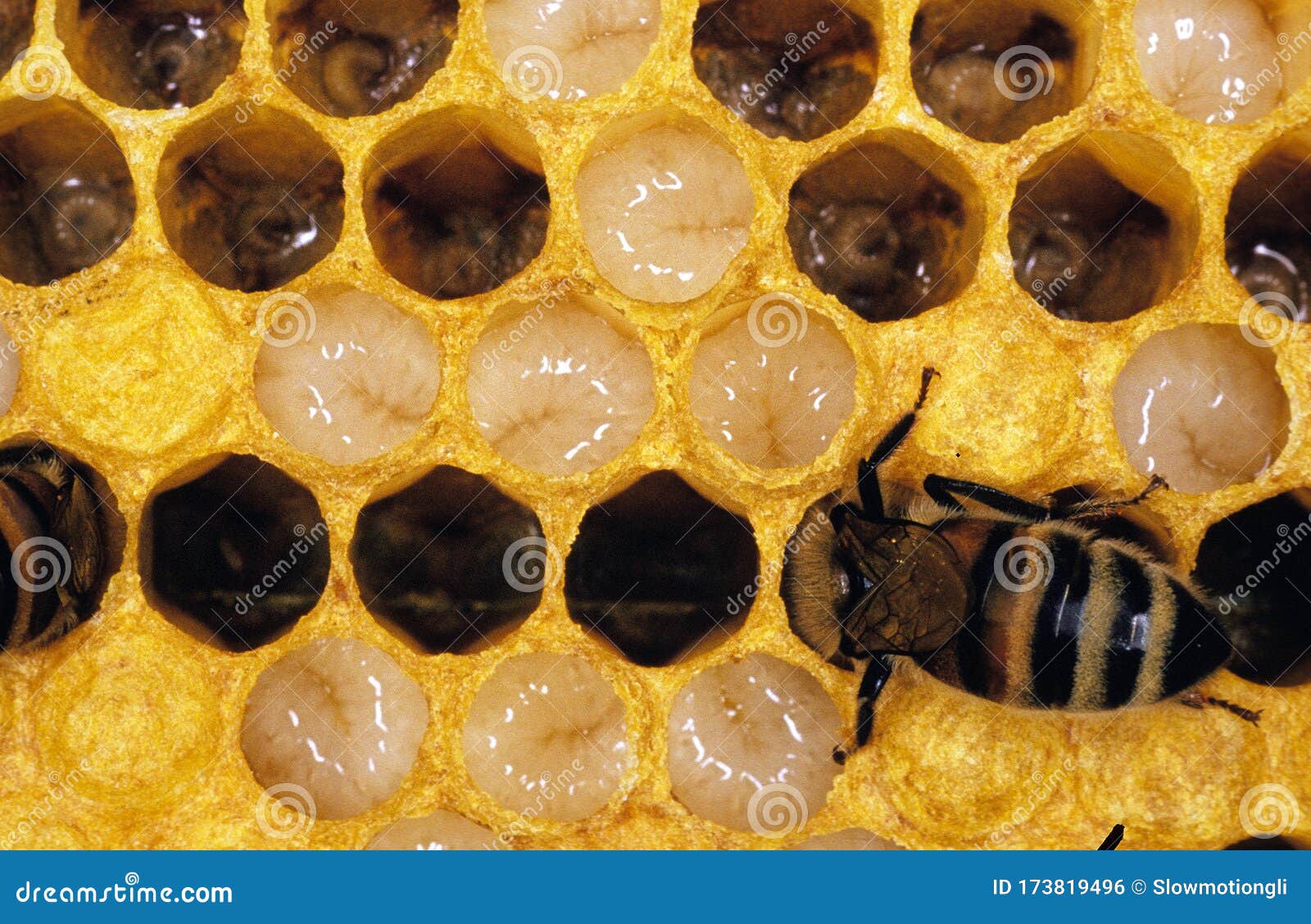 Abeille A Miel Apis Mellifera Stock Photo Image Of Outdoor France Abeille A Miel Apis Mellifera Stock Photo Image Of Outdoor France