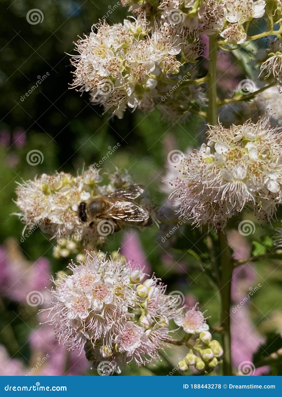 Photos de Fleur Touffue Rose - Photos de stock gratuites et libres de  droits de Dreamstime