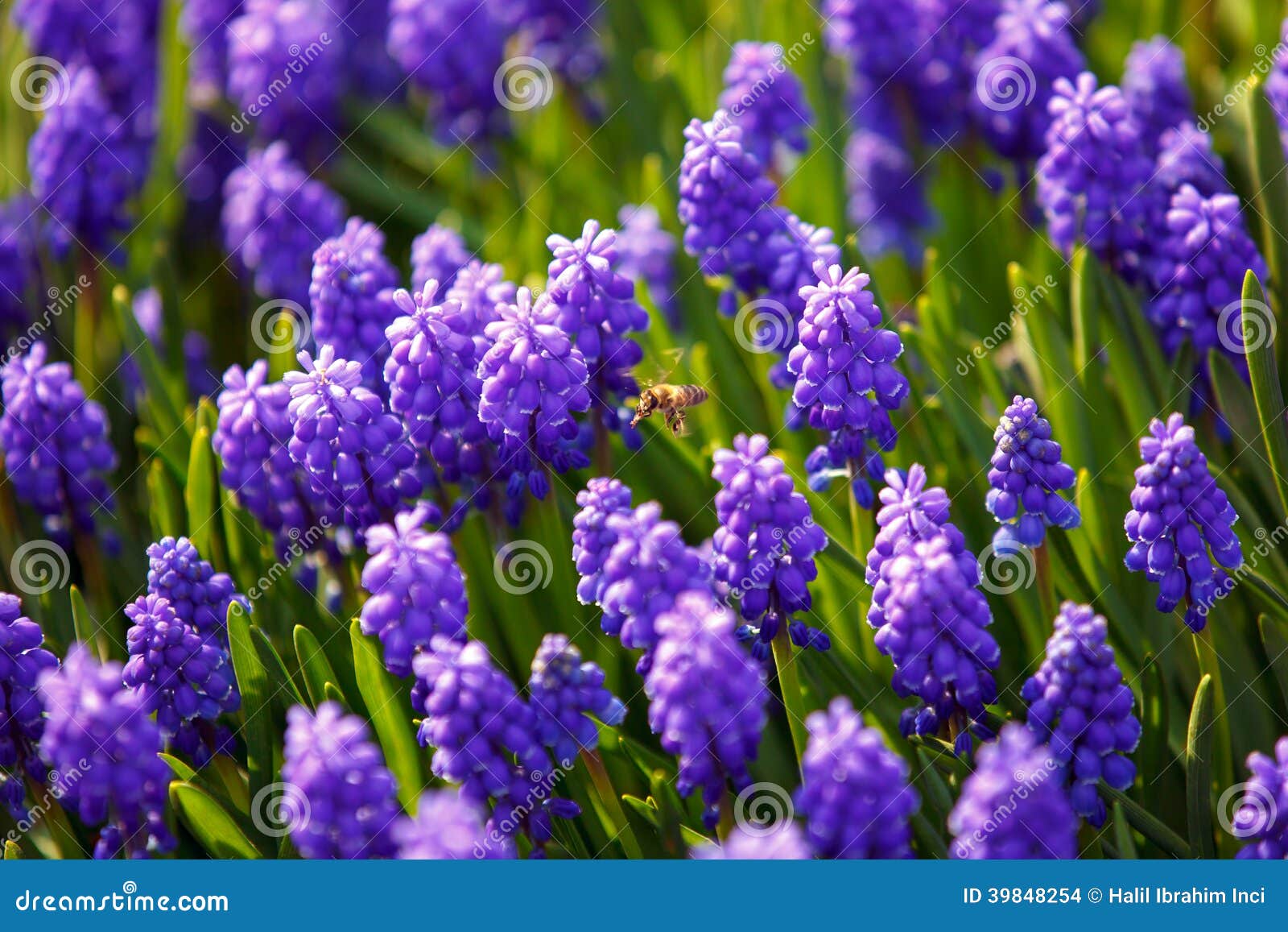 Abeille Sur Des Fleurs De Muscari Photo stock - Image du ampoule, jardin:  39848254
