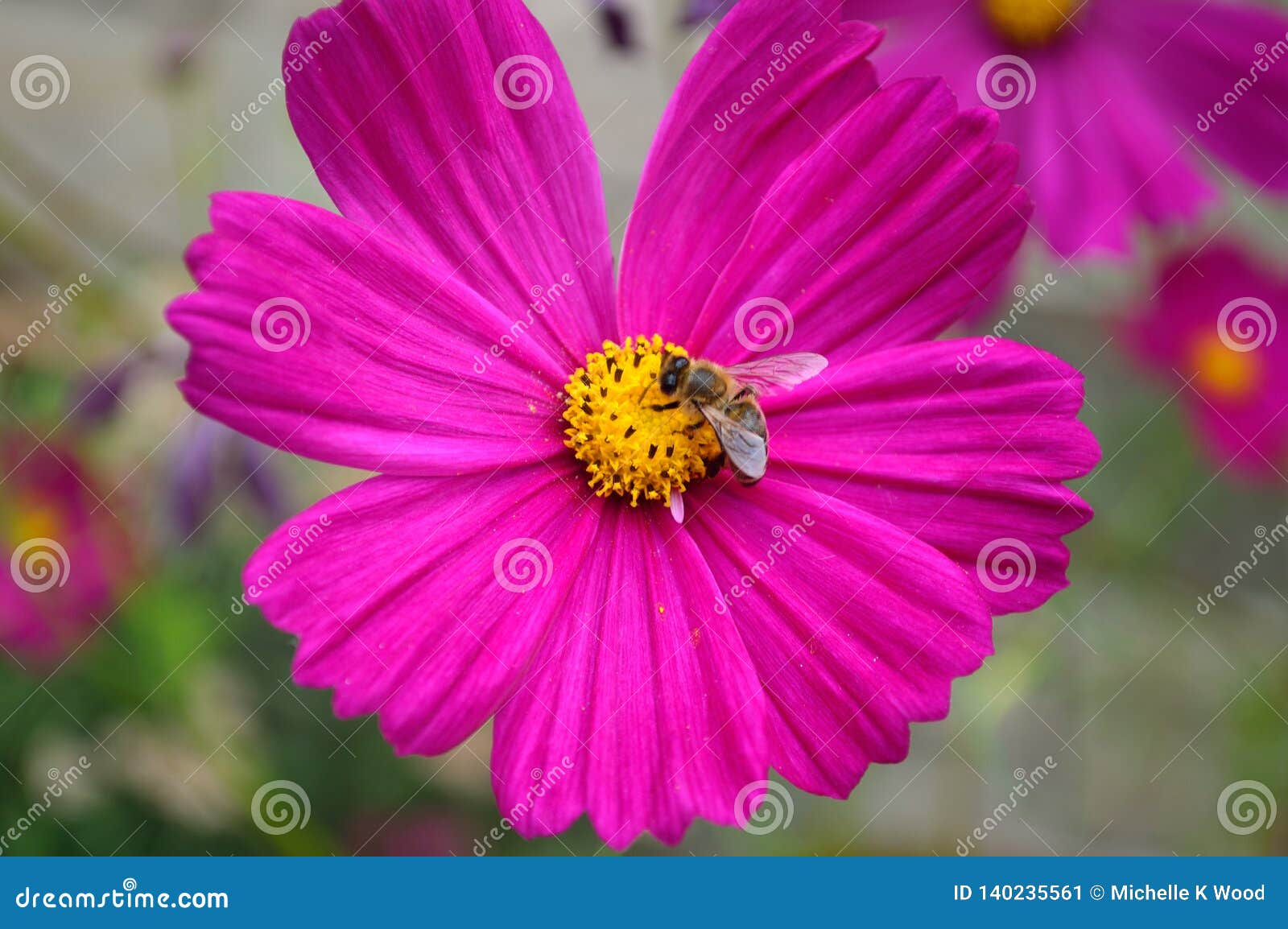 Abeille Sur La Fleur Rose De Cosmos De Jardin Image stock - Image du huit,  pattes: 140235561