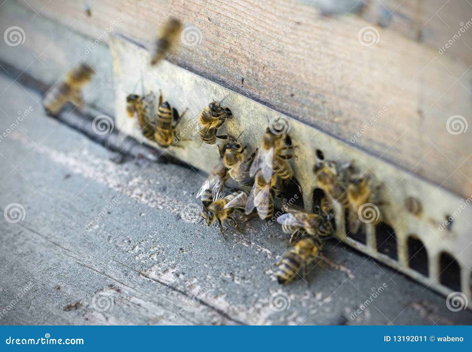 Чего боятся пчелы как от них избавиться. Пчелиный дверь. Земляные пчелы на даче. Отравление пчел. Фотографии пчелы снятая на телефон.