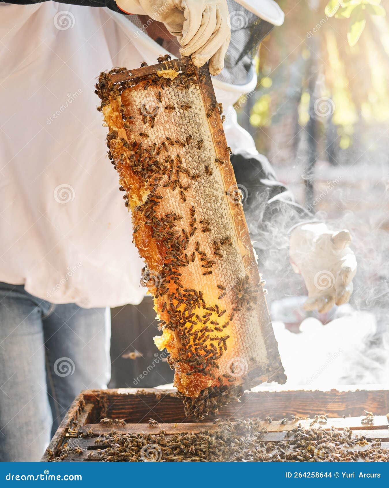 Apiculteur Mains Boîte En Bois Et Cadre En Nid D'abeille Sur La Ferme De  Campagne