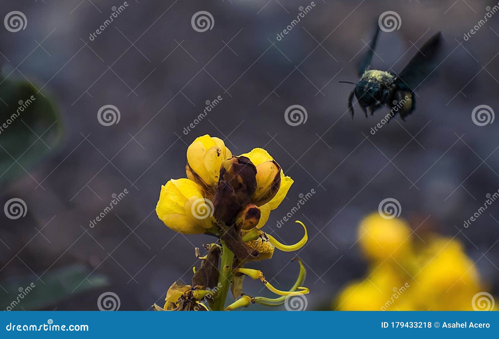 abeja abejorro flor amarillo