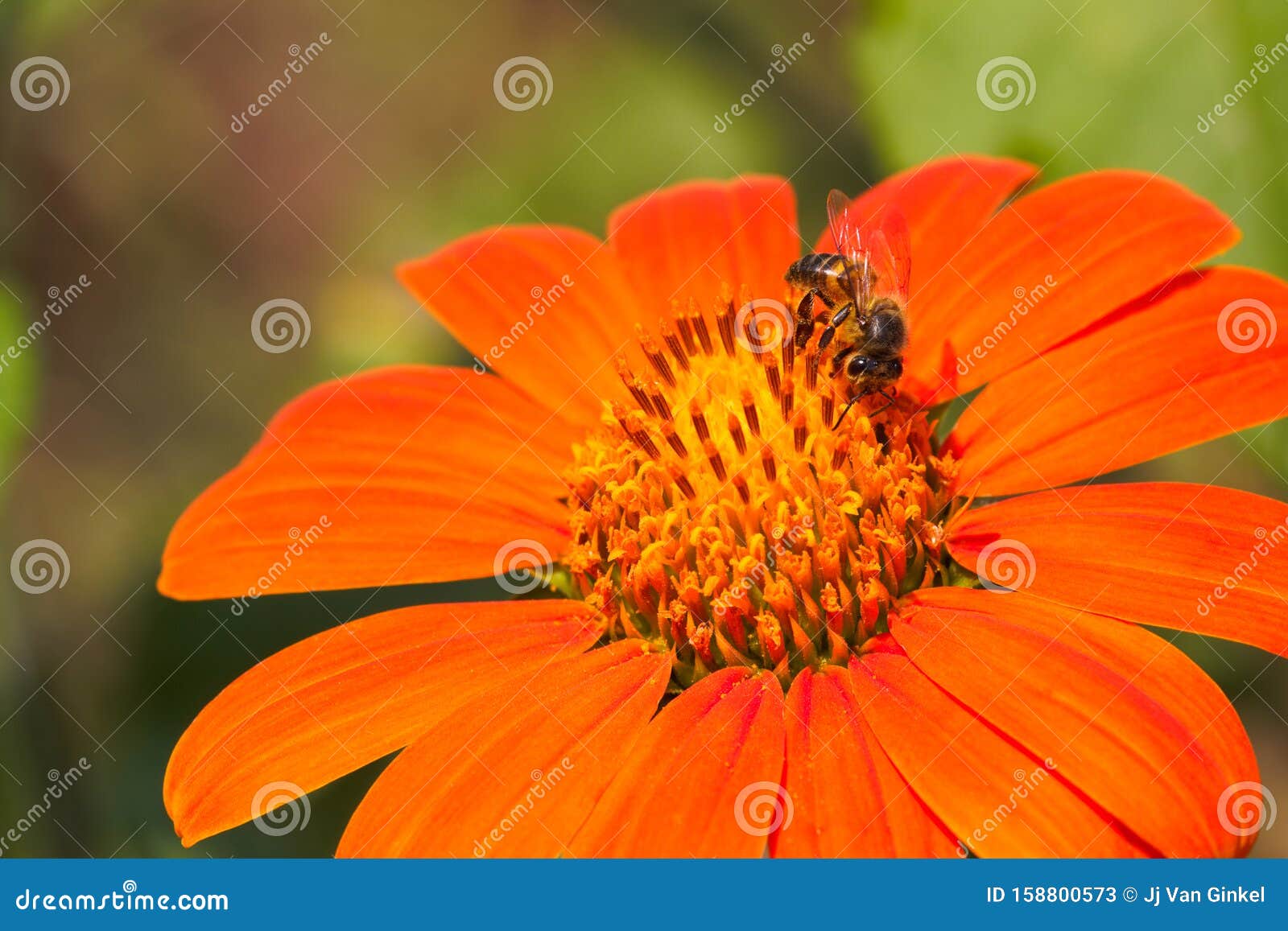 Abeja Africana Sobre Un Girasol Rojo Apis Mellifera Scutellata Imagen de  archivo - Imagen de horizontal, colorido: 158800573