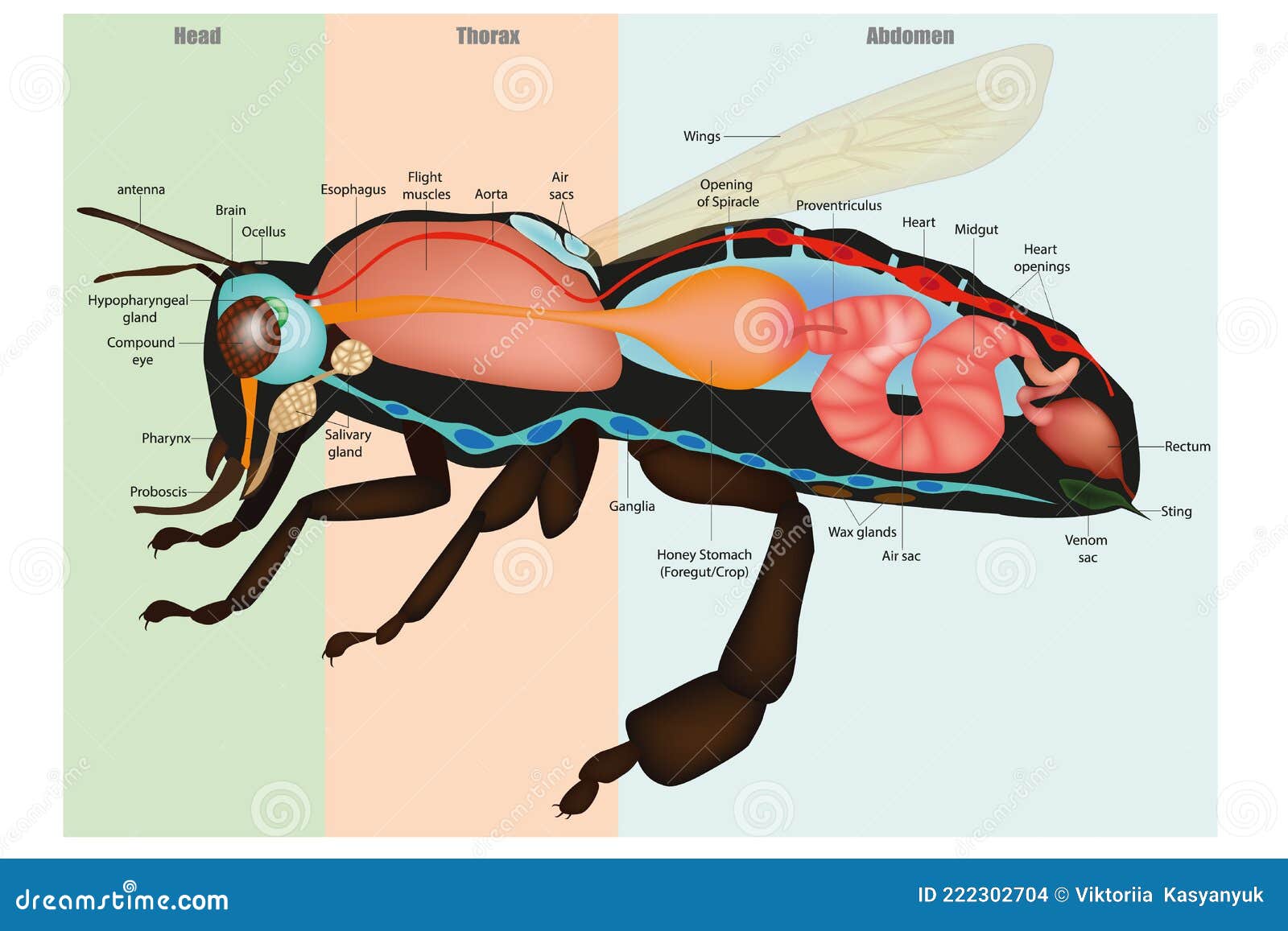 La anatomía de las abejas melíferas