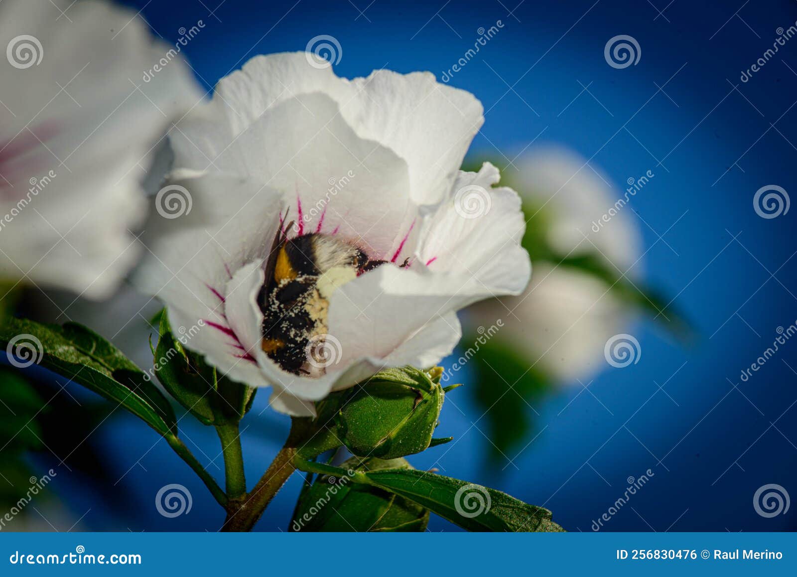 abeja dentro de la flor