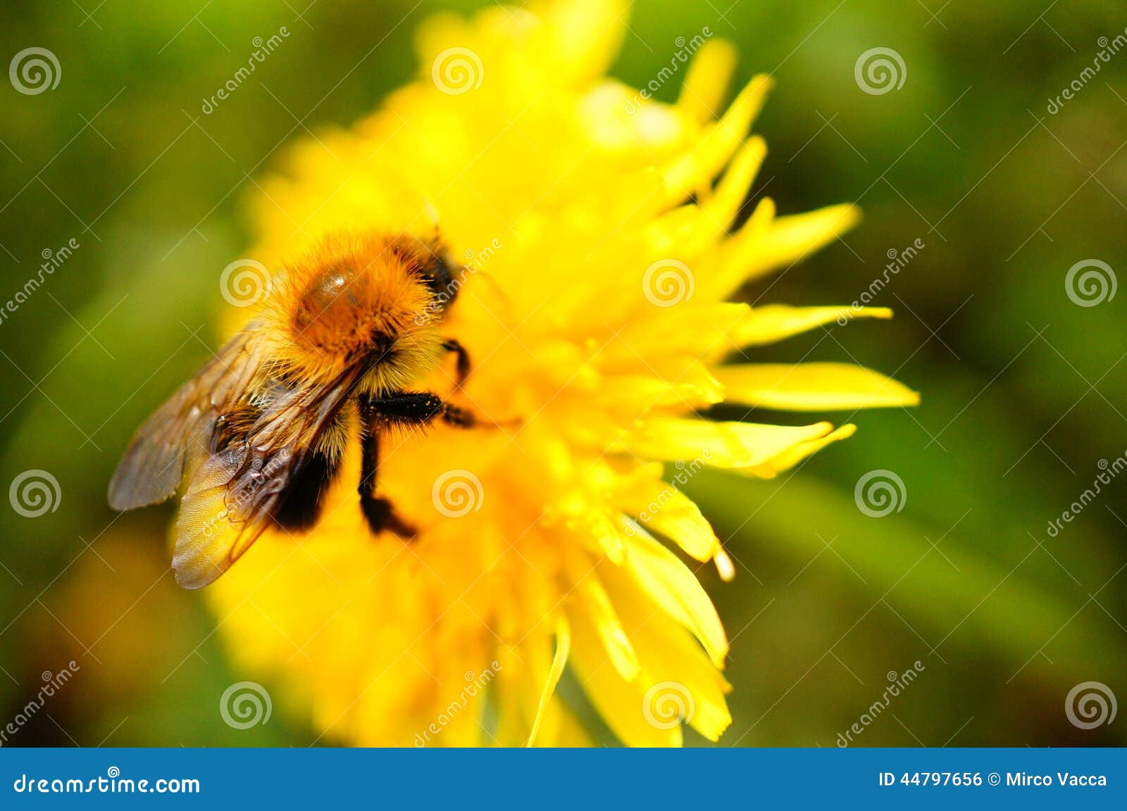 Abeja en la flor. Abeja que se sienta en la flor del diente de león